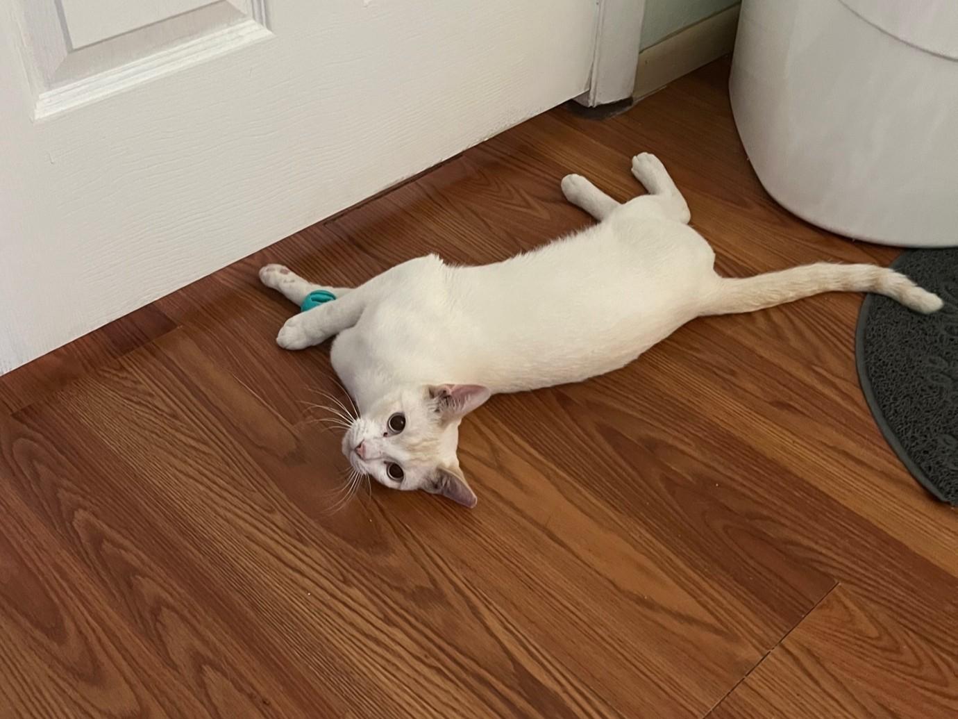 Vanilla ~ Foster or Adopter needed, a Adoptable Domestic Short Hair in Avon Park, FL image 2/4