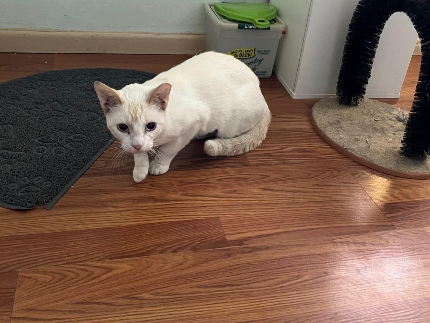 Vanilla ~ Foster or Adopter needed, Adoptable, Young Female Domestic Short Hair.