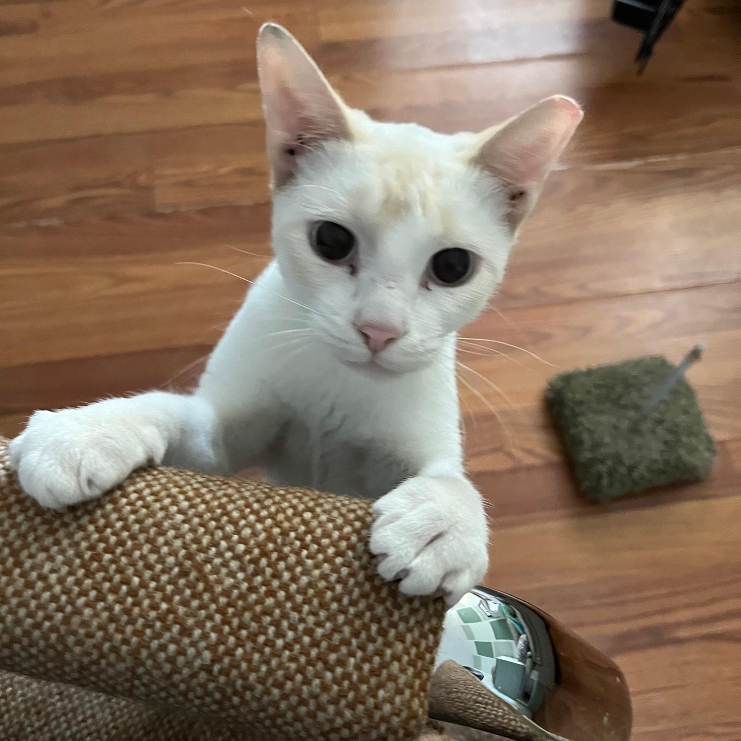 Vanilla ~ Foster or Adopter needed, a Adoptable Domestic Short Hair in Avon Park, FL image 4/4