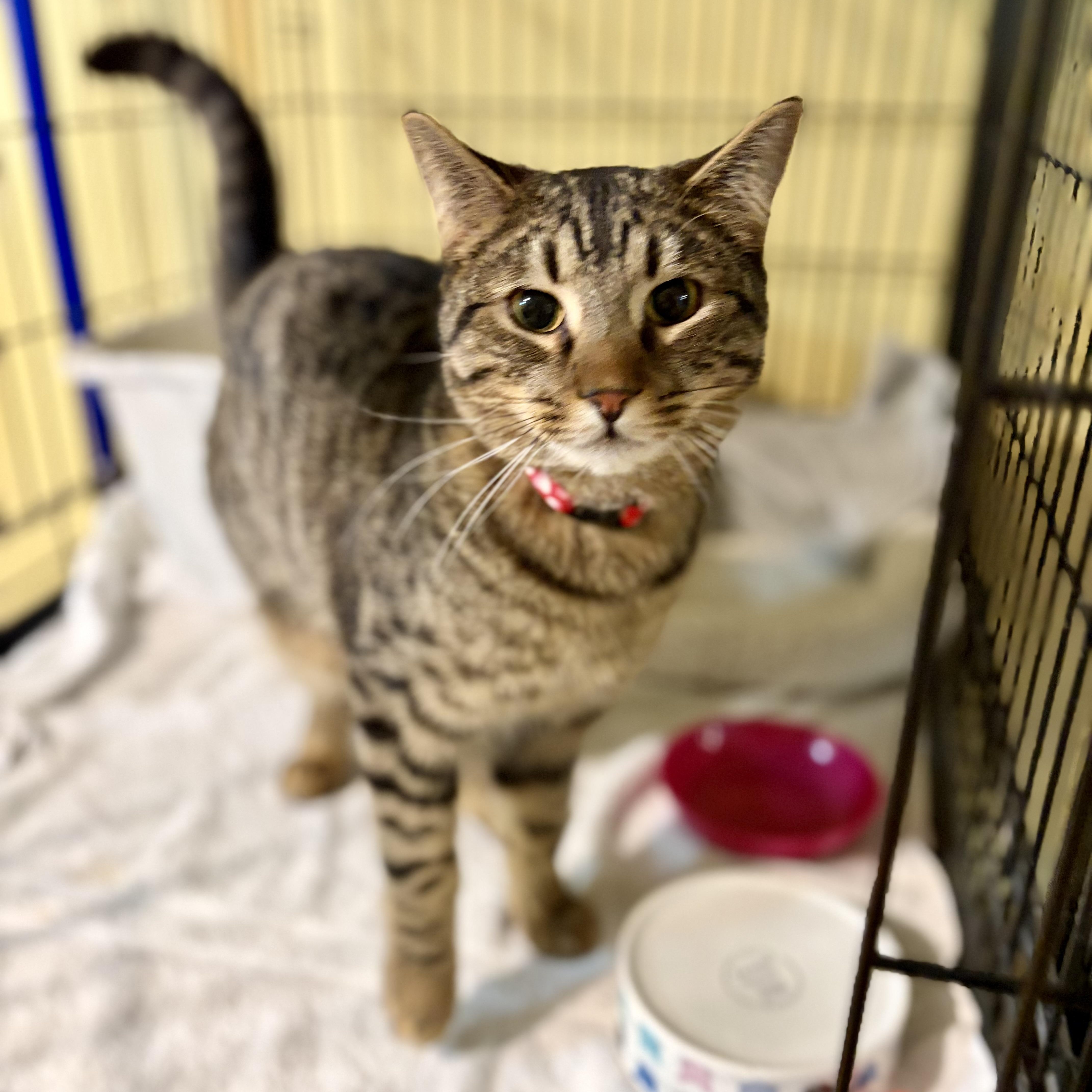 Enlarge Zeus, a Adoptable Domestic Short Hair in Greensboro, NC image 3/6
