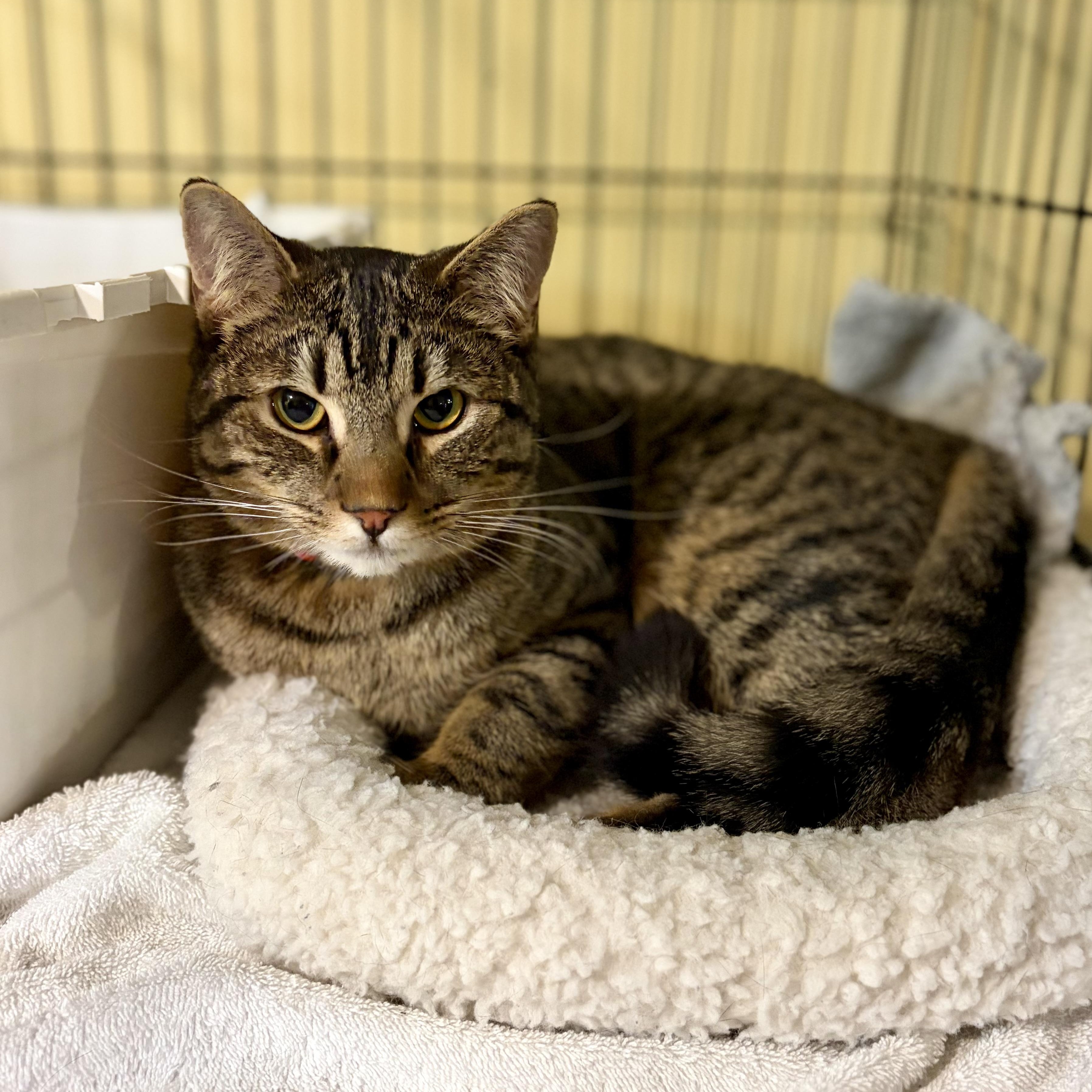Enlarge Zeus, a Adoptable Domestic Short Hair in Greensboro, NC image 6/6