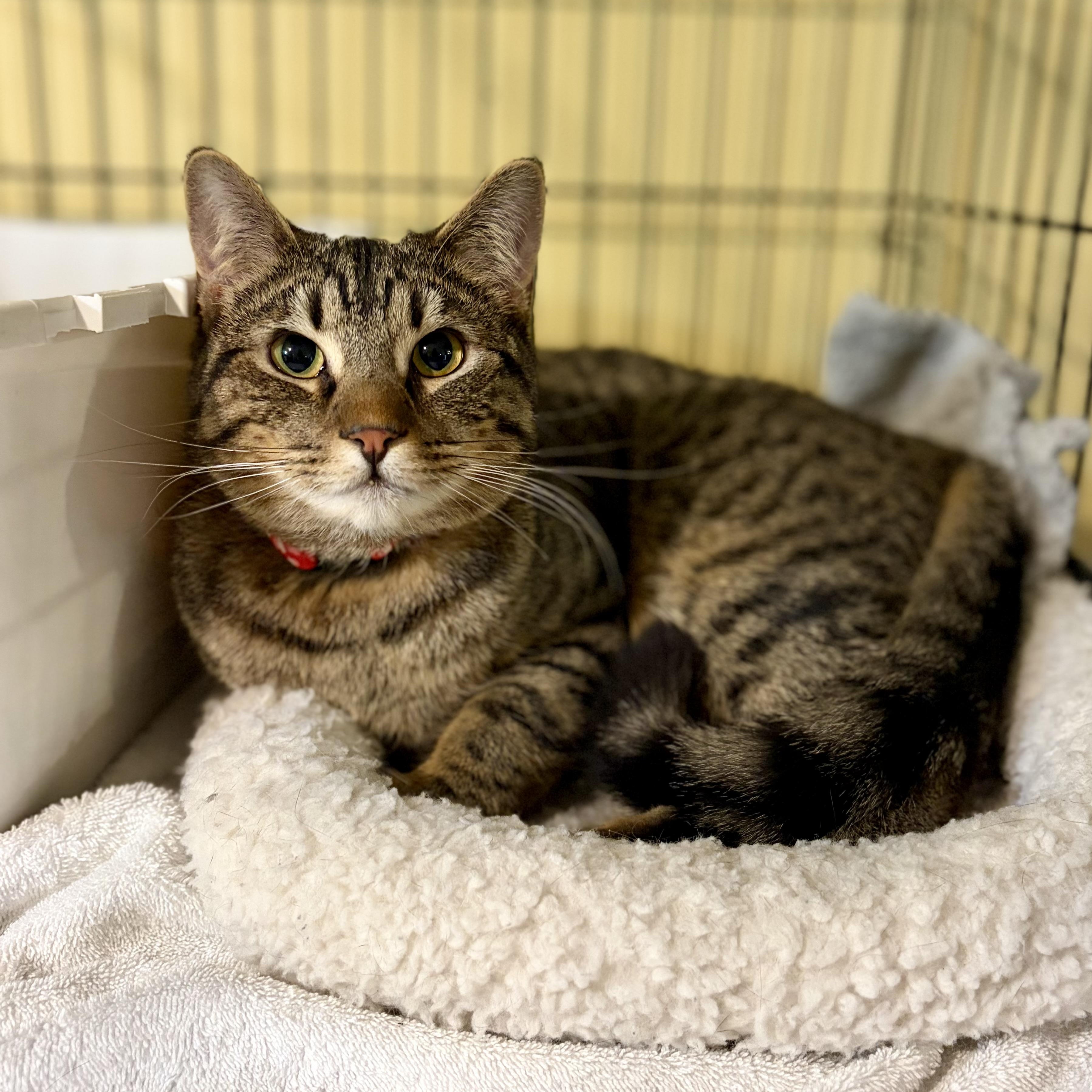 Enlarge Zeus, a Adoptable Domestic Short Hair in Greensboro, NC image 1/6