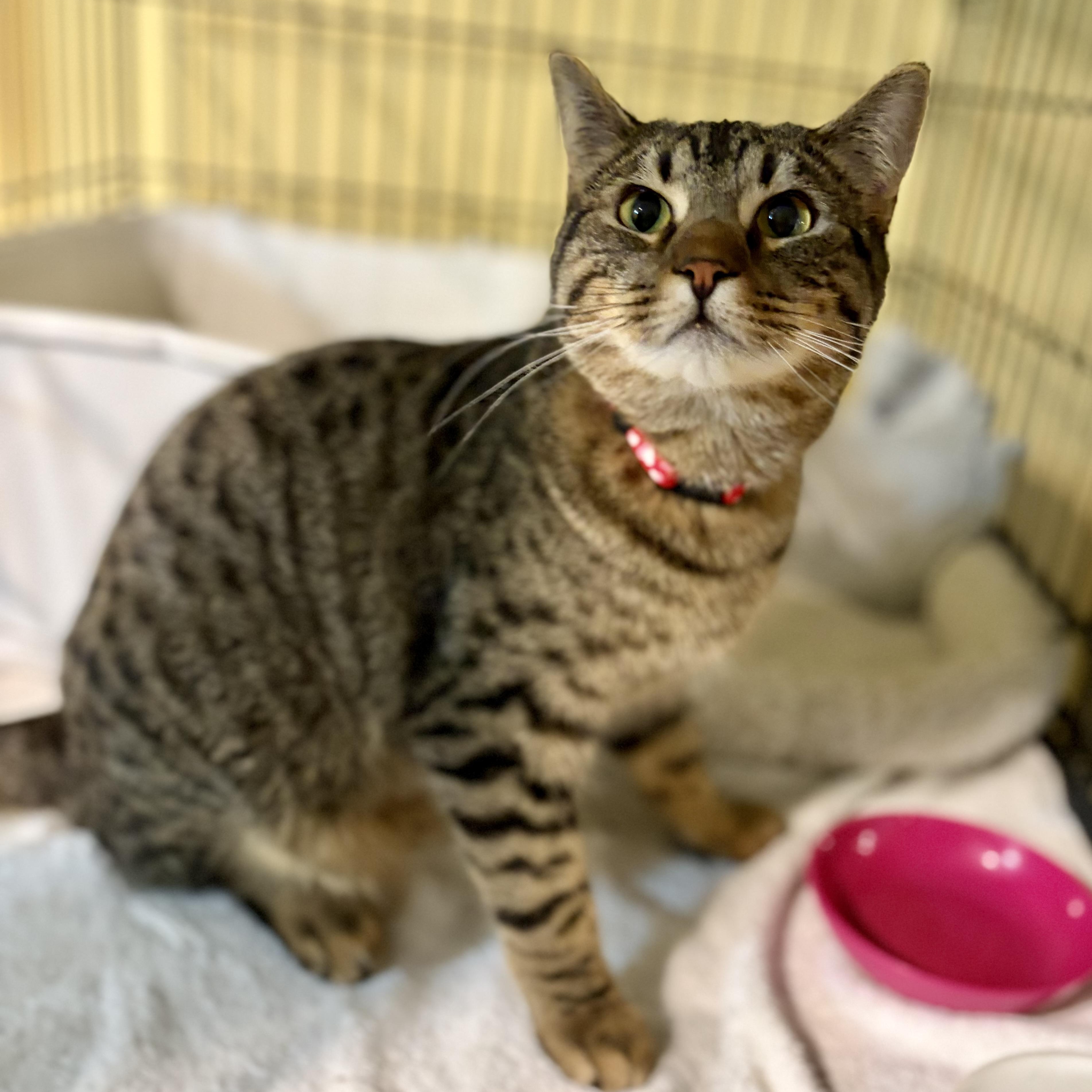 Enlarge Zeus, a Adoptable Domestic Short Hair in Greensboro, NC image 4/6
