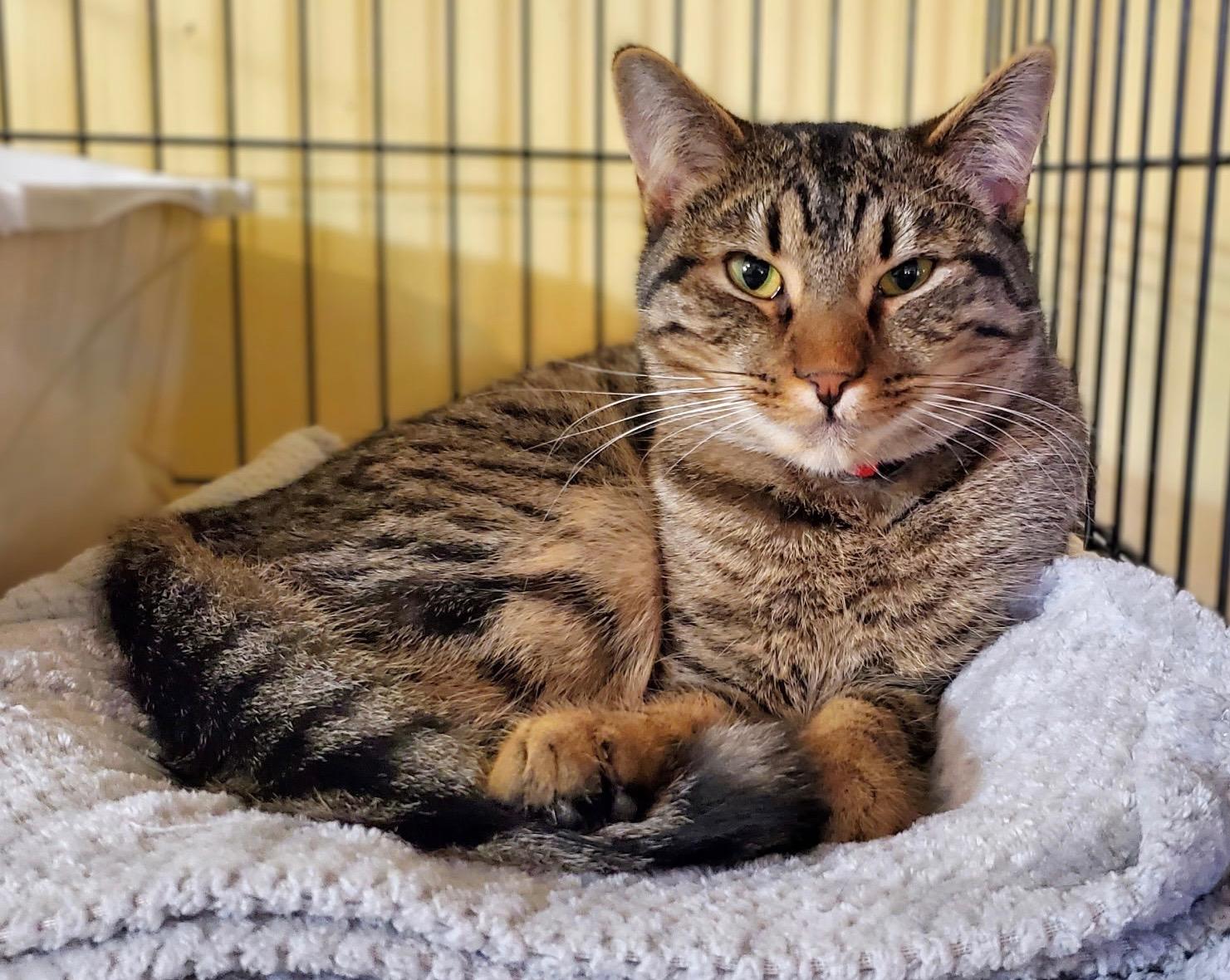 Enlarge Zeus, a Adoptable Domestic Short Hair image 1/1