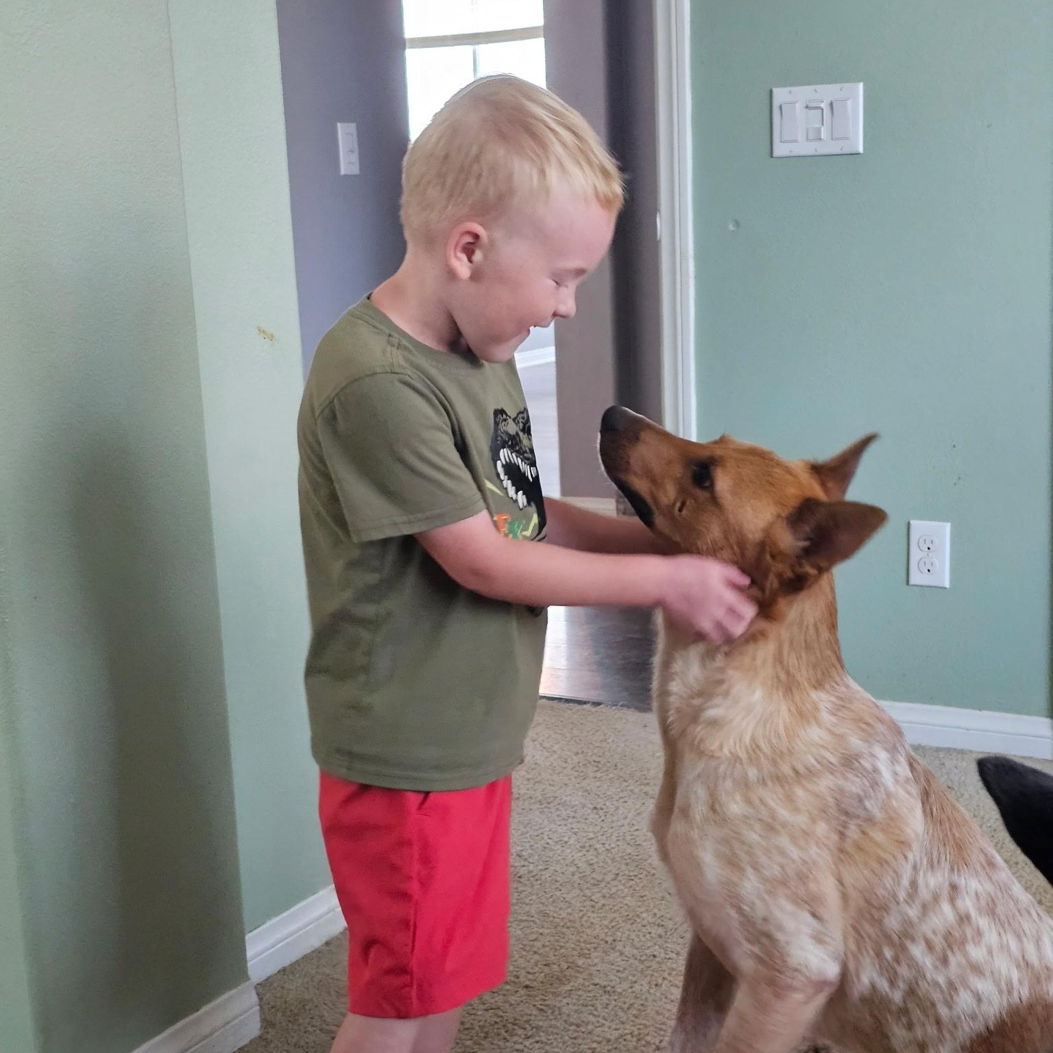 Roo, a Adoptable Australian Cattle Dog / Blue Heeler in Los Angeles, CA image 2/6