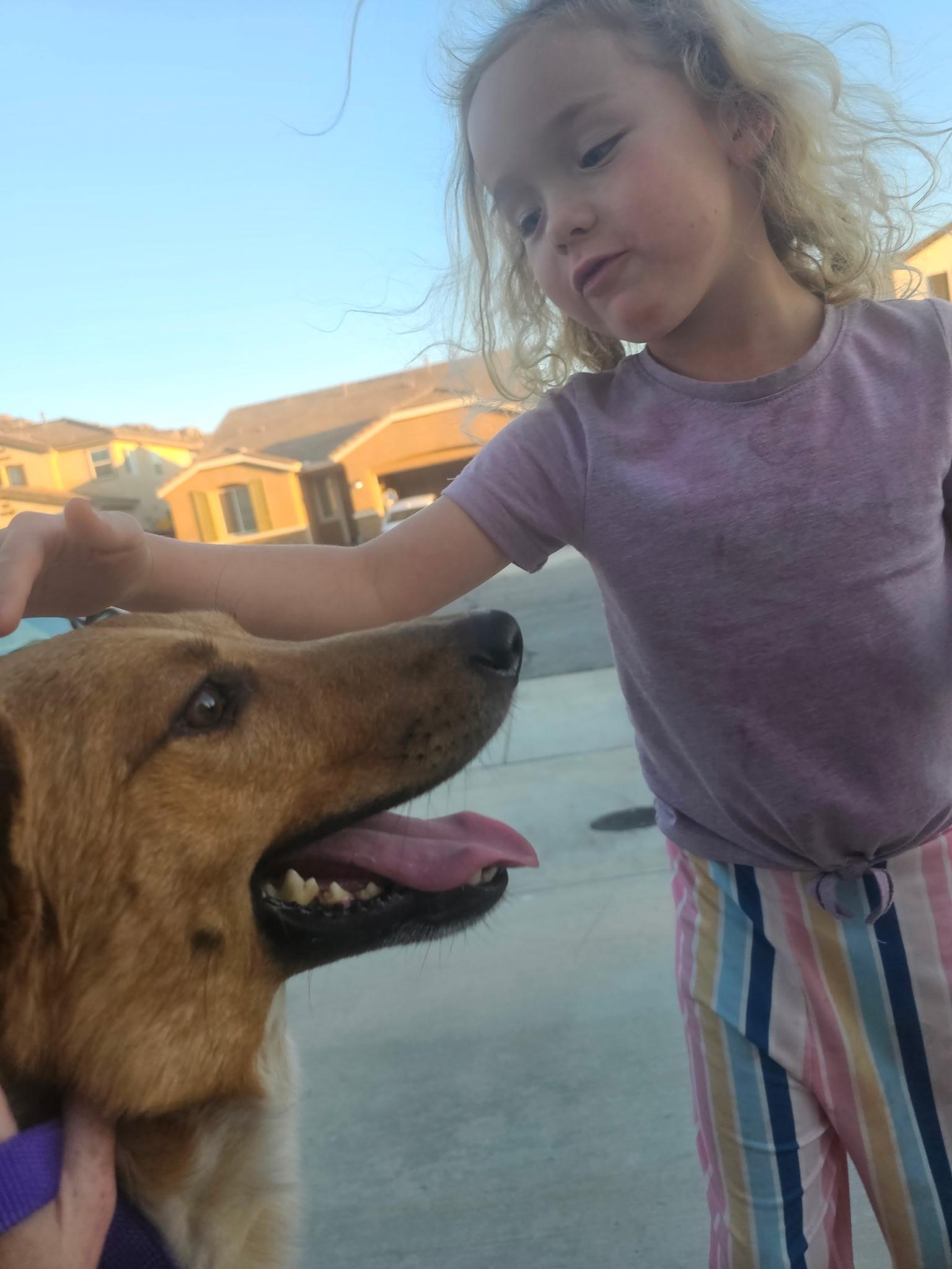 Roo, a Adoptable Australian Cattle Dog / Blue Heeler in Los Angeles, CA image 3/6