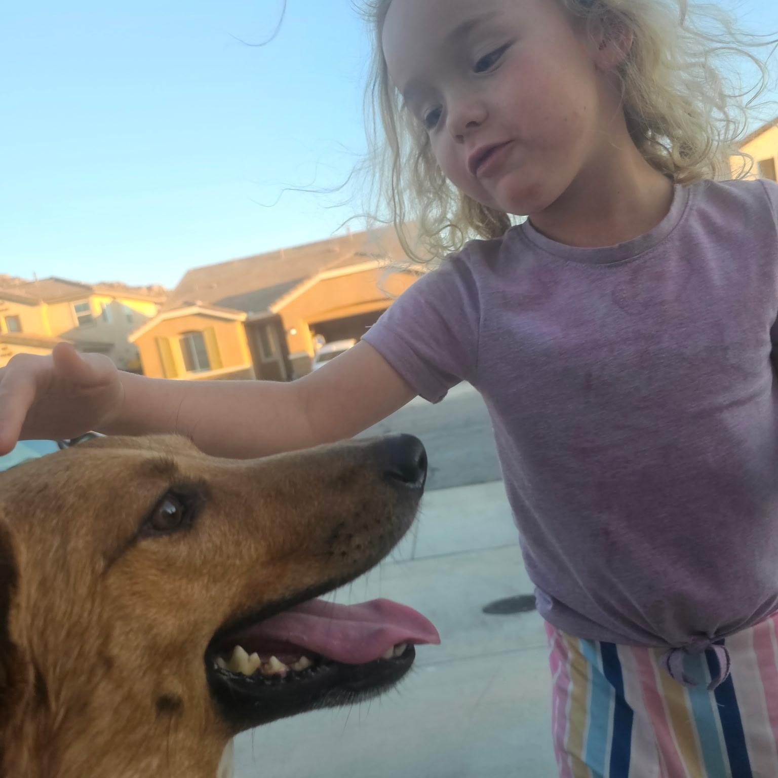 Enlarge Roo, a Adoptable Australian Cattle Dog / Blue Heeler in Los Angeles, CA image 5/6
