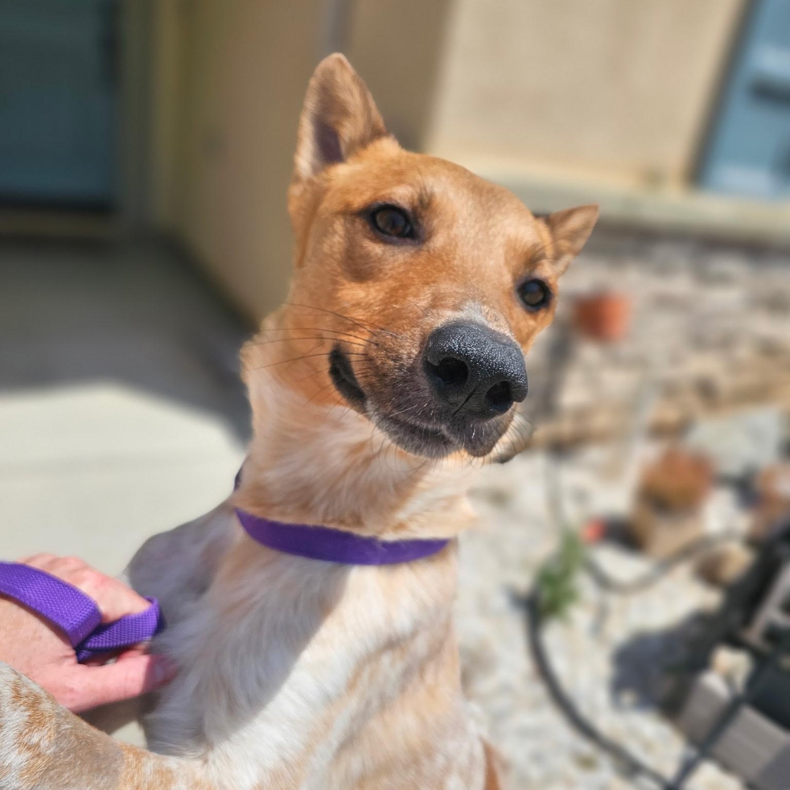 Roo, a Adoptable Australian Cattle Dog / Blue Heeler in Los Angeles, CA image 1/6