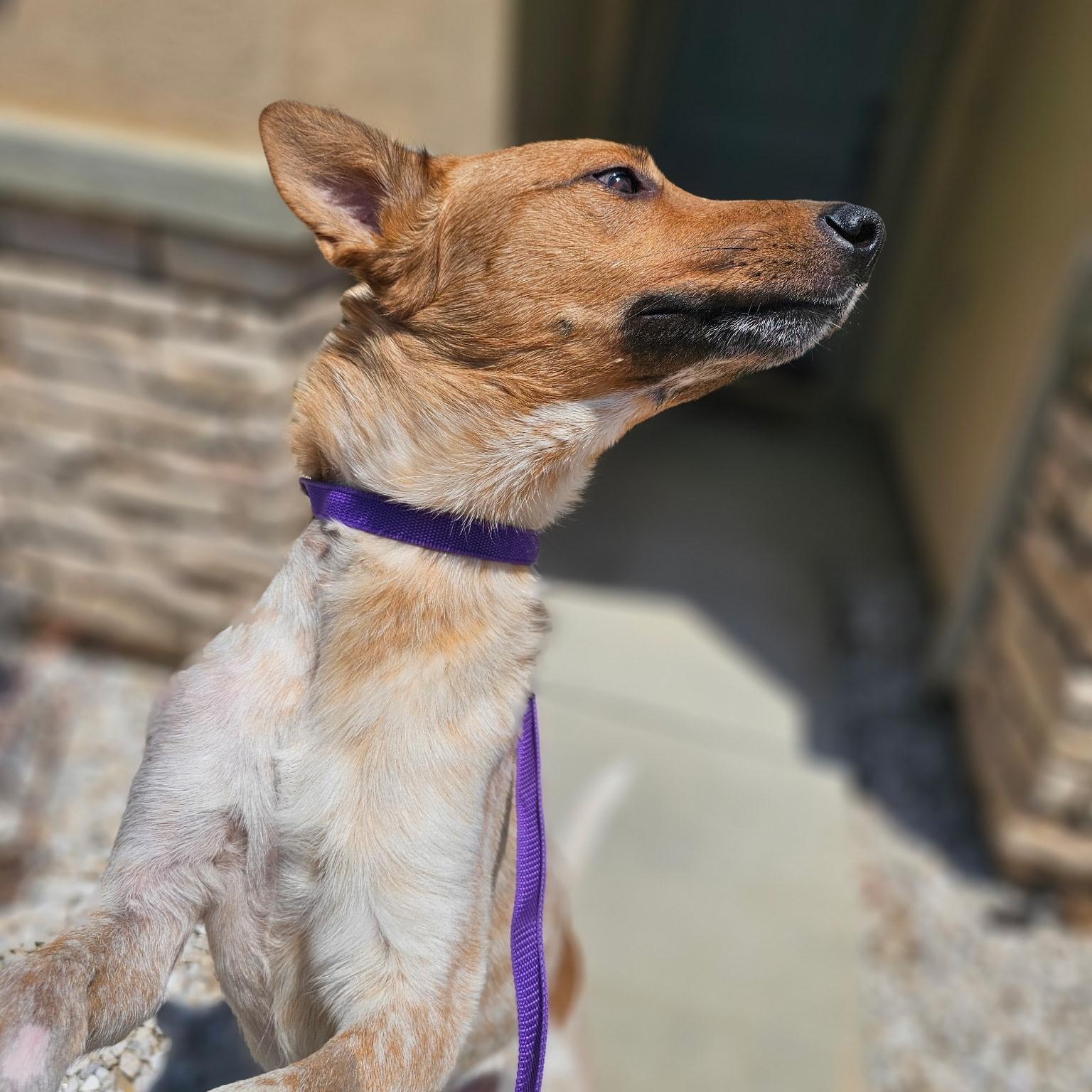 Roo, a Adoptable Australian Cattle Dog / Blue Heeler in Los Angeles, CA image 4/6