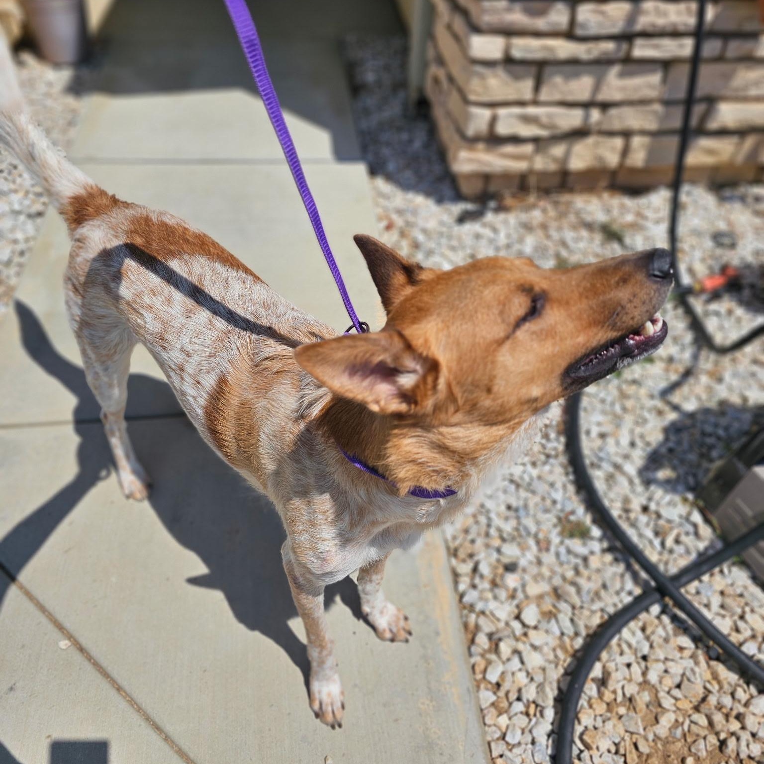 Roo, a Adoptable Australian Cattle Dog / Blue Heeler in Los Angeles, CA image 5/6