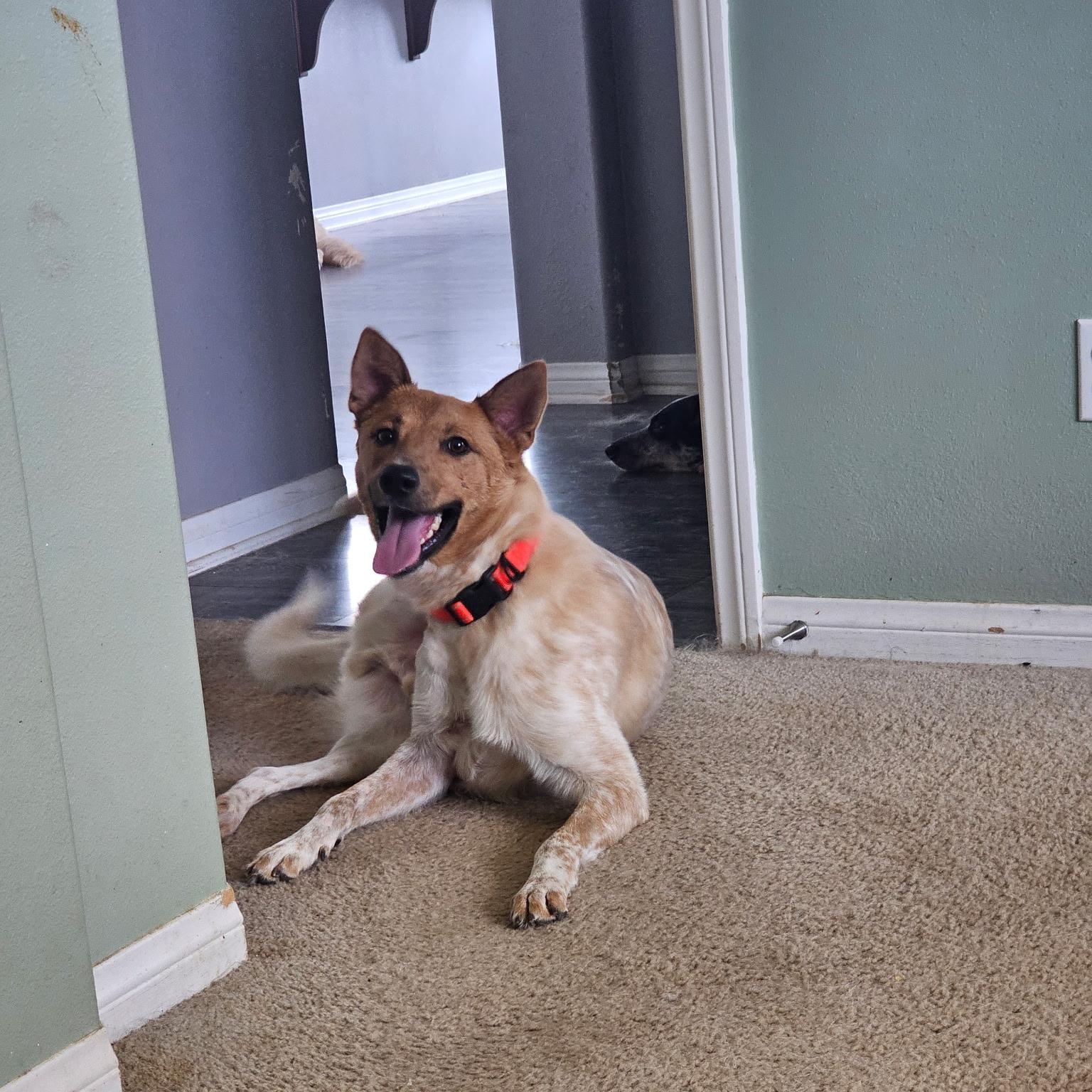 Roo, a Adoptable Australian Cattle Dog / Blue Heeler in Los Angeles, CA image 6/6