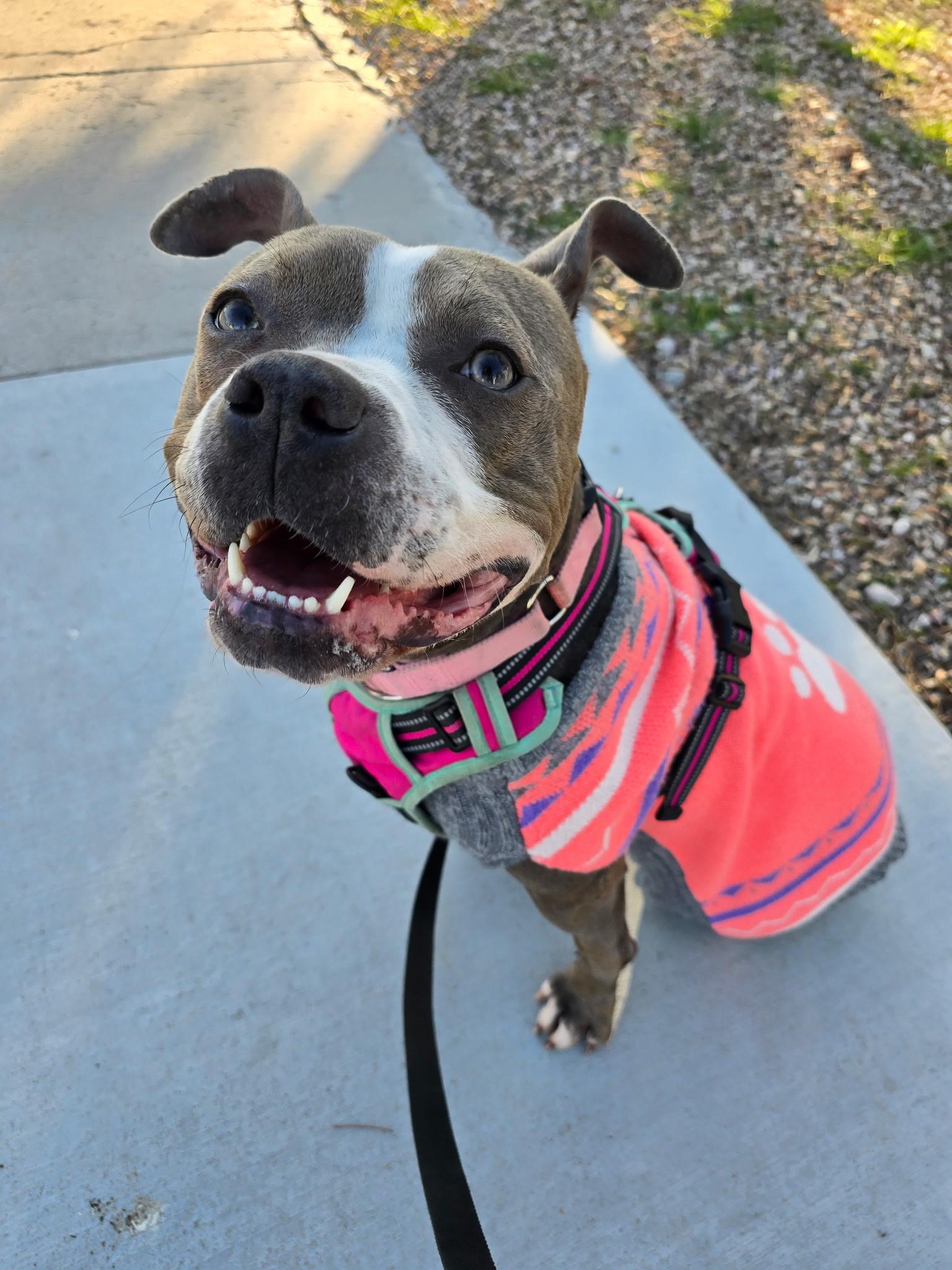 Enlarge Drama K9 Aquatics, a ADOPTABLE mixed breed in Las Vegas, NV image 5/5