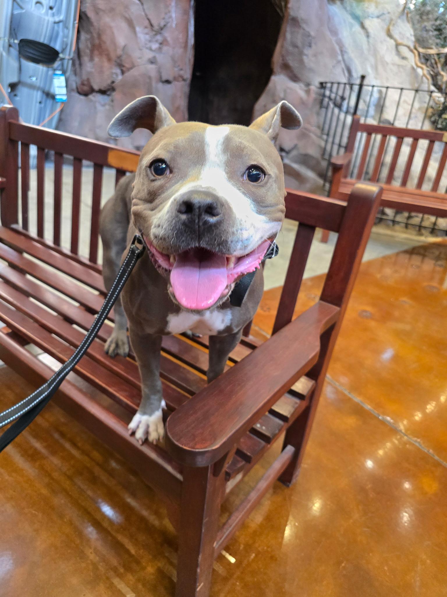 Enlarge Drama K9 Aquatics, a ADOPTABLE mixed breed in Las Vegas, NV image 3/5
