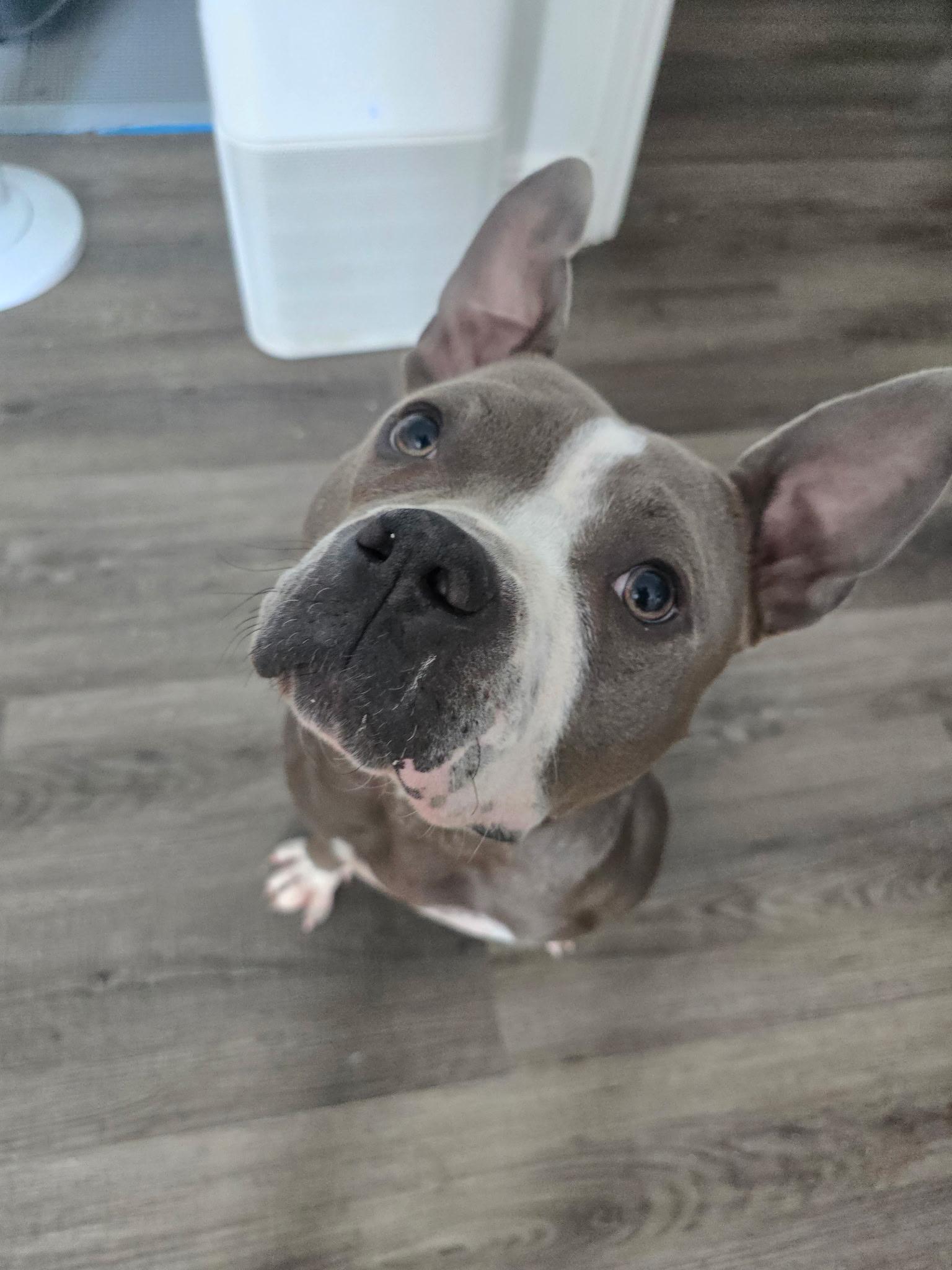 Enlarge Drama K9 Aquatics, a ADOPTABLE mixed breed in Las Vegas, NV image 4/5