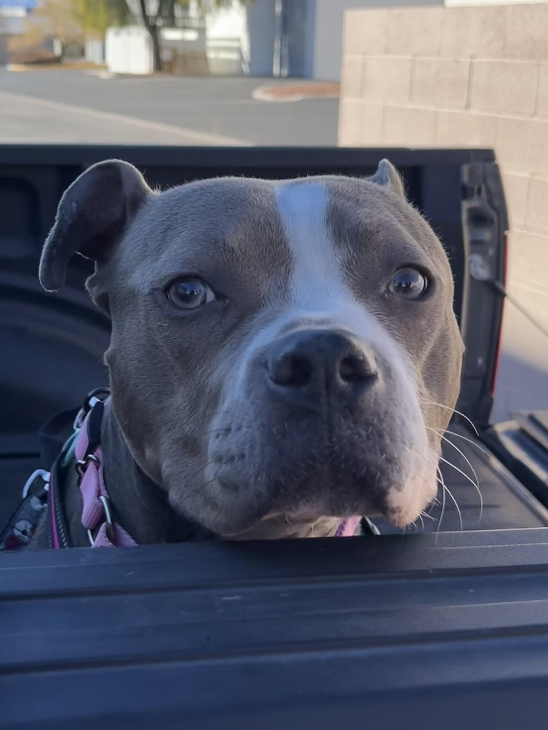 Enlarge Drama K9 Aquatics, a ADOPTABLE mixed breed in Las Vegas, NV image 1/5