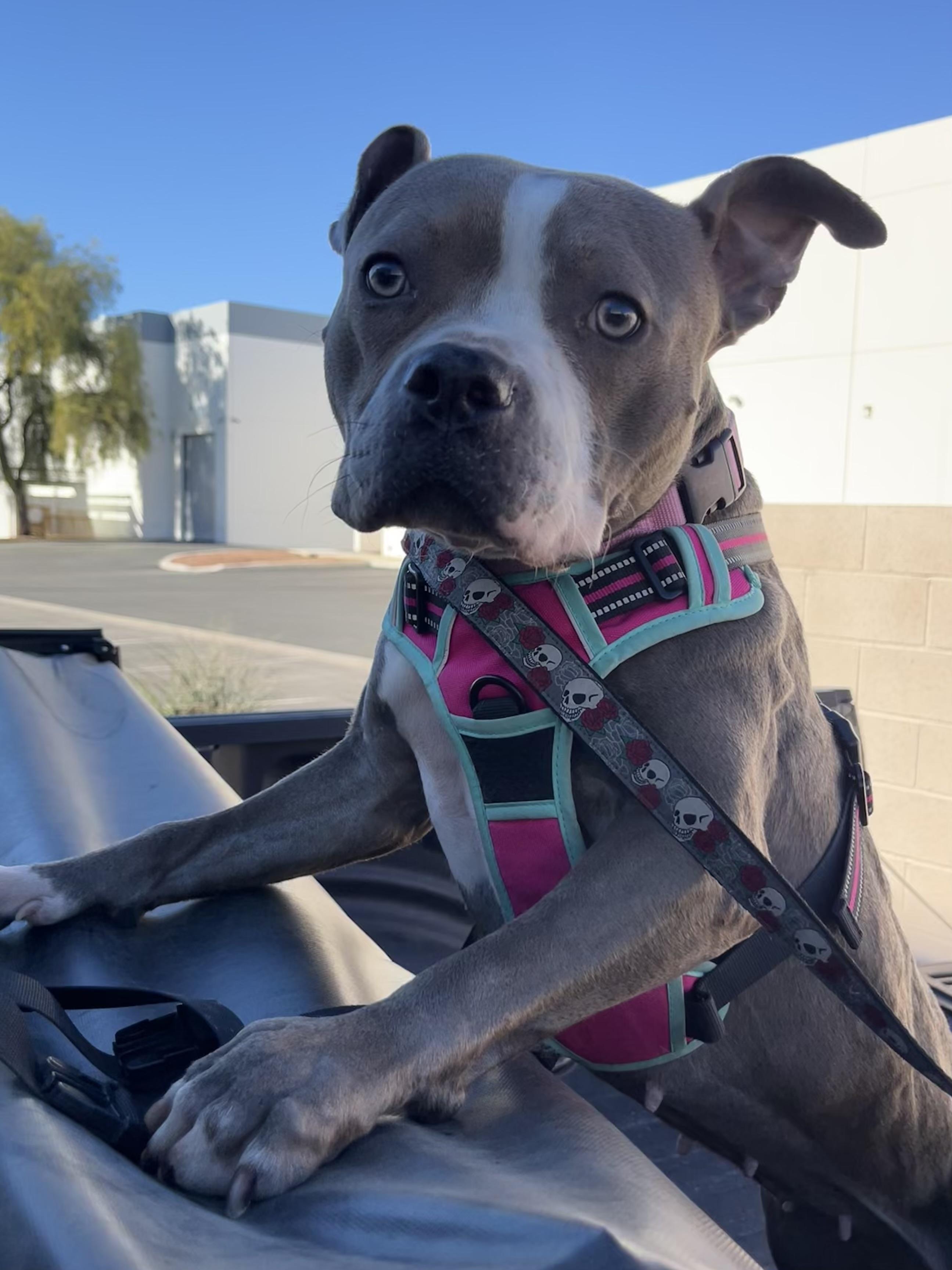 Enlarge Drama K9 Aquatics, a ADOPTABLE mixed breed in Las Vegas, NV image 2/5