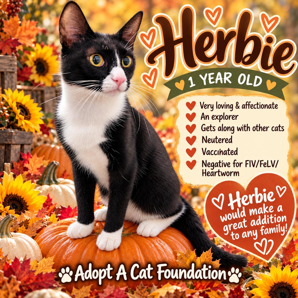 Herbie, Adopted, Young Male Domestic Short Hair.