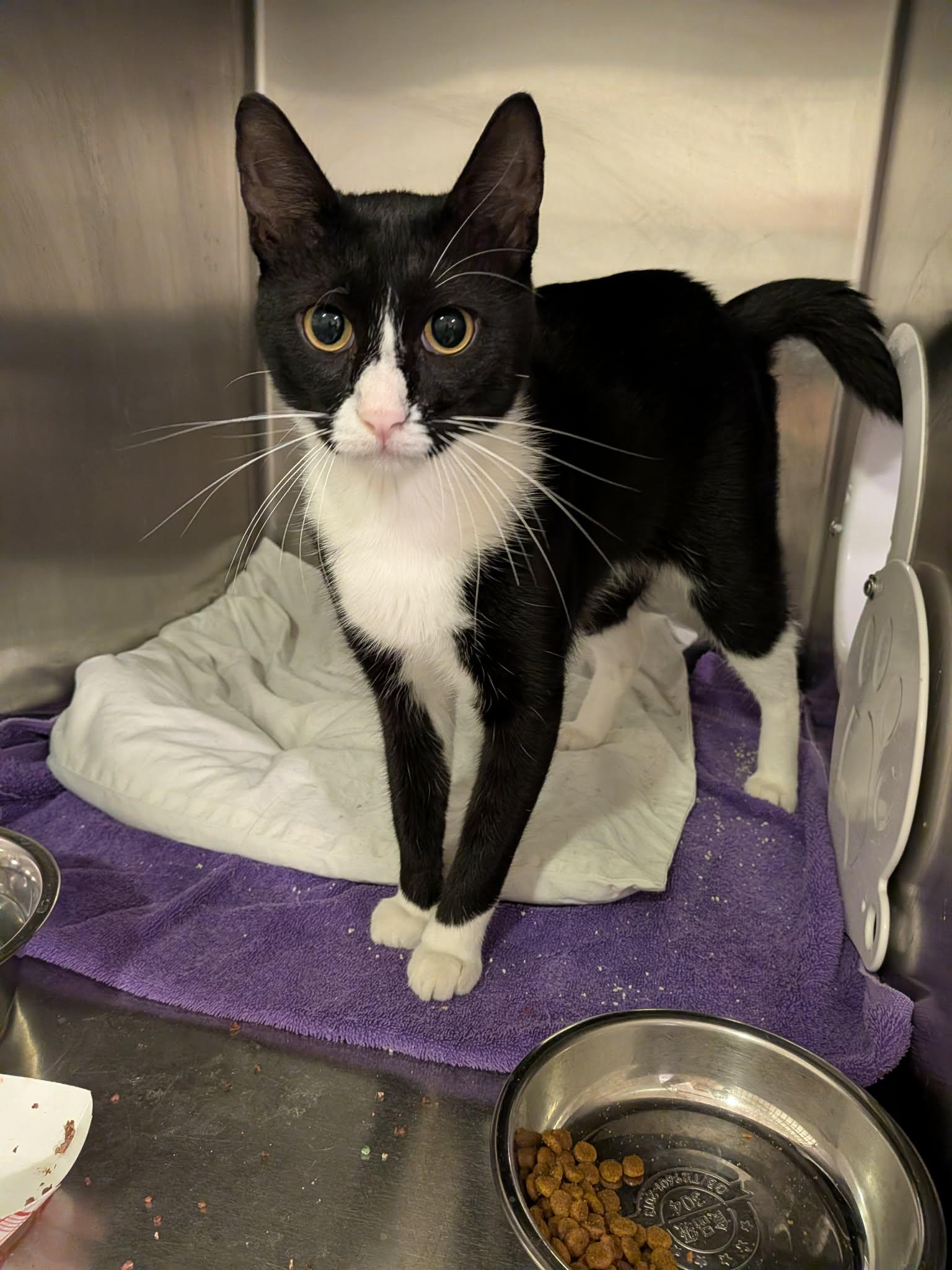 Enlarge Herbie, a Adopted Domestic Short Hair in West Palm Beach, FL image 2/4