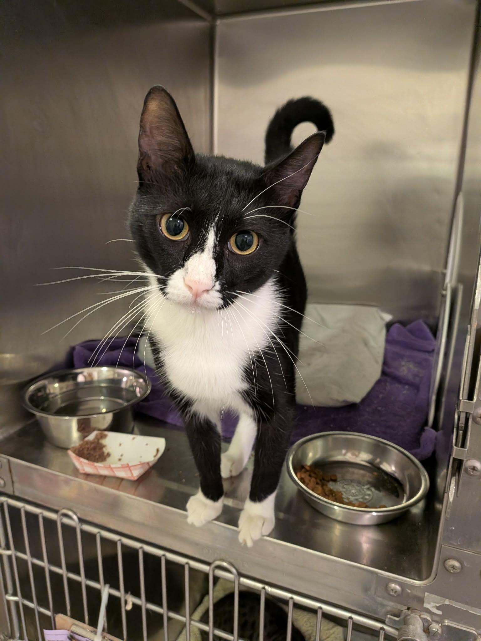 Enlarge Herbie, a Adopted Domestic Short Hair in West Palm Beach, FL image 3/4