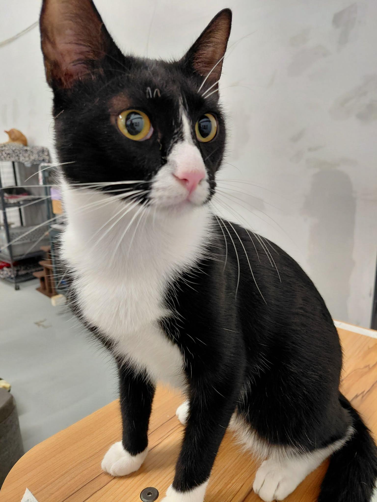 Enlarge Herbie, a Adopted Domestic Short Hair in West Palm Beach, FL image 4/4