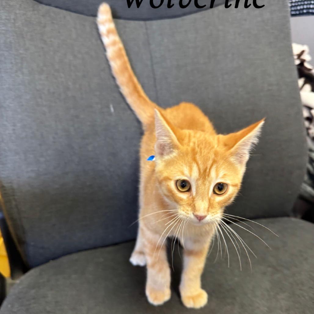 Wolverine, Adoptable, Kitten Male Domestic Short Hair.