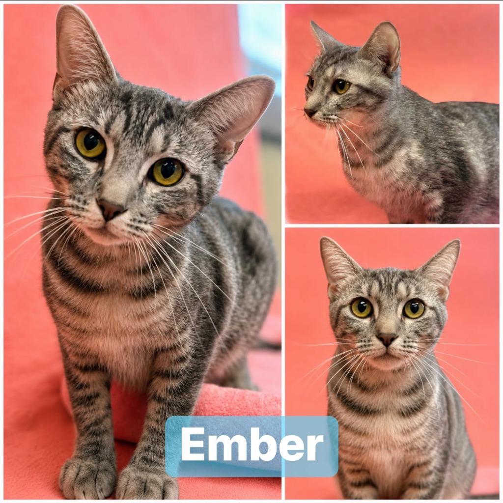 Ember, Adoptable, Young Female Domestic Short Hair.