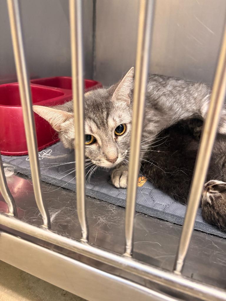 Ember, Adoptable, Young Female Domestic Short Hair.