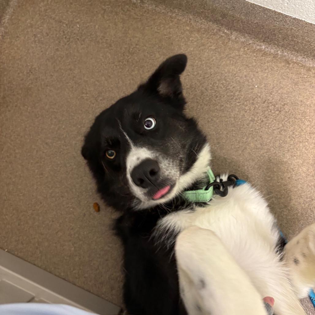 Rey, Adoptable, Adult Female Husky.