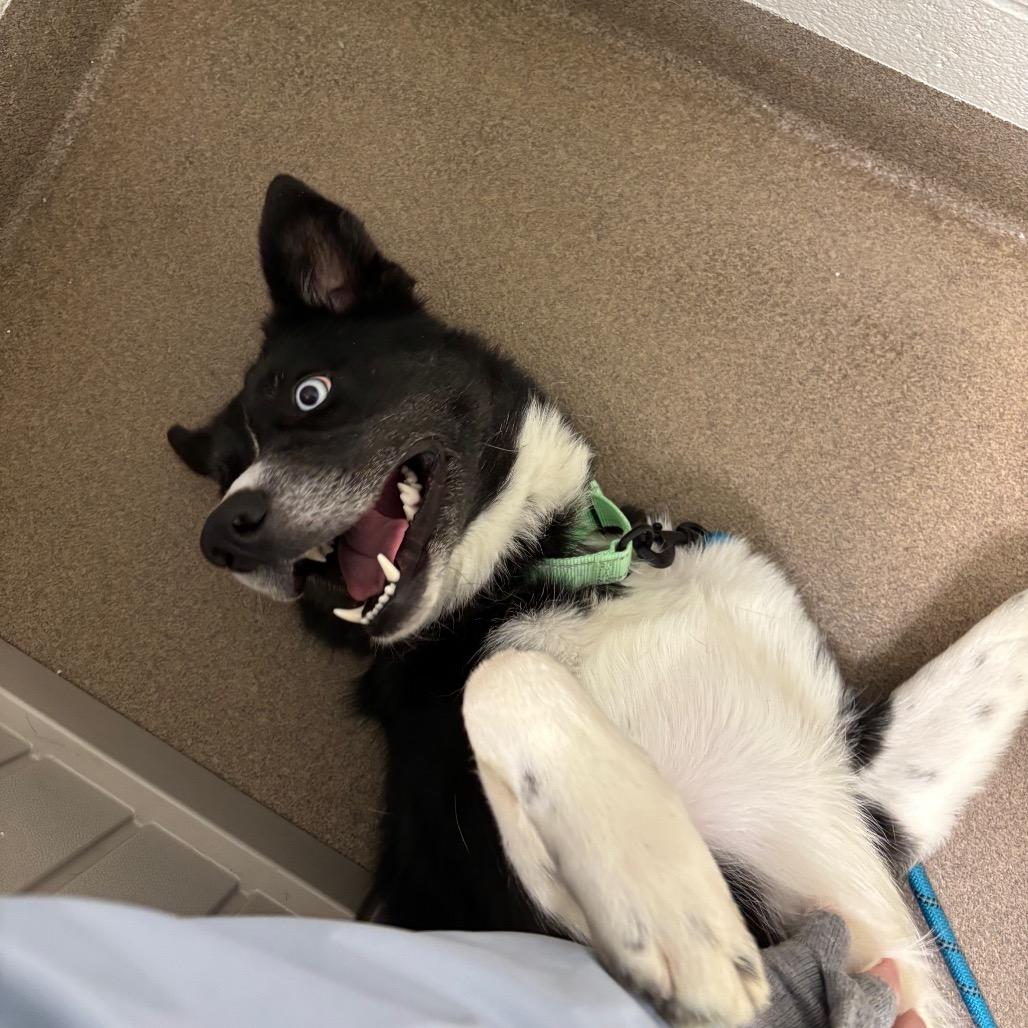 Enlarge Rey, a Adoptable mixed breed in Novelty, OH image 2/4