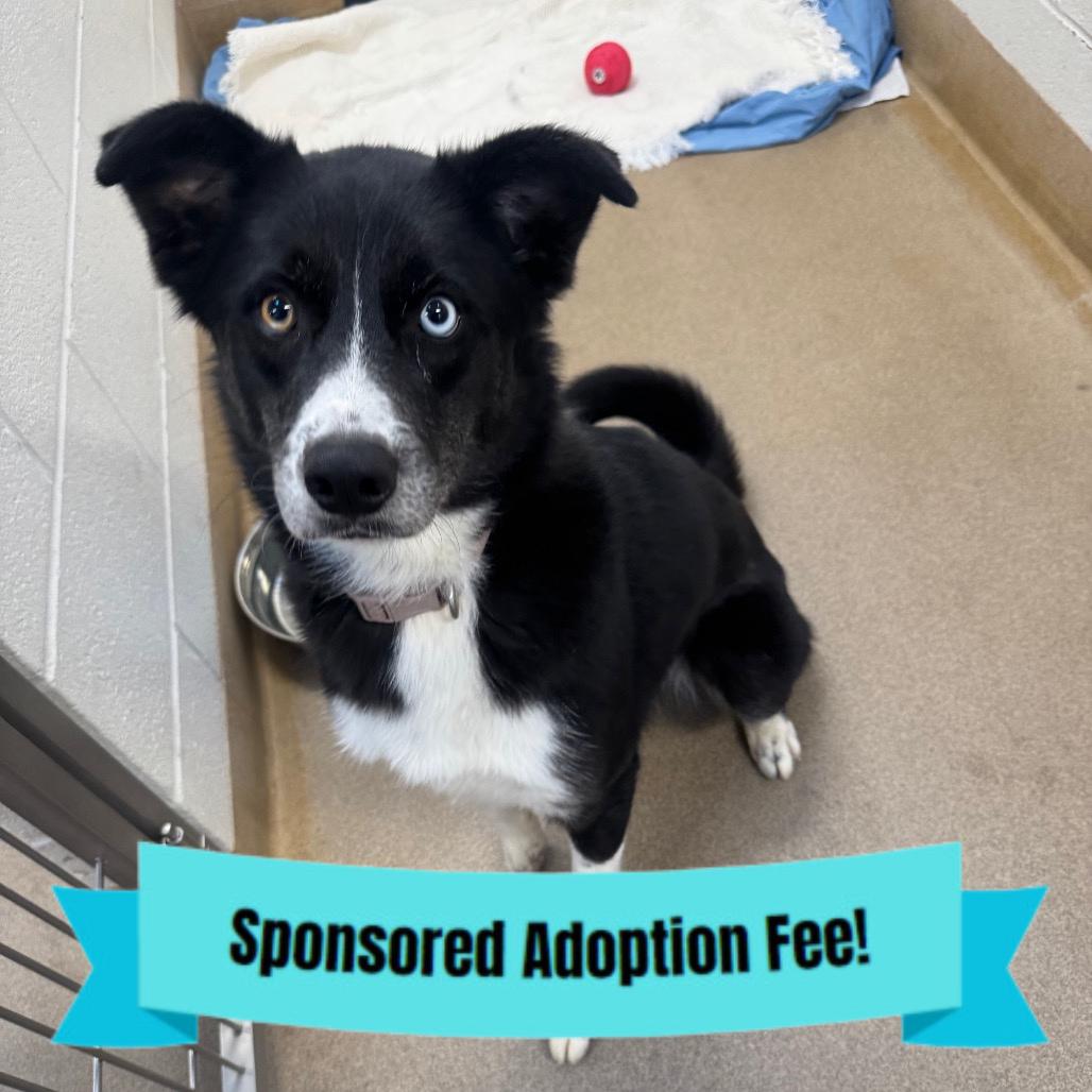 Enlarge Rey, a Adoptable mixed breed in Novelty, OH image 3/4