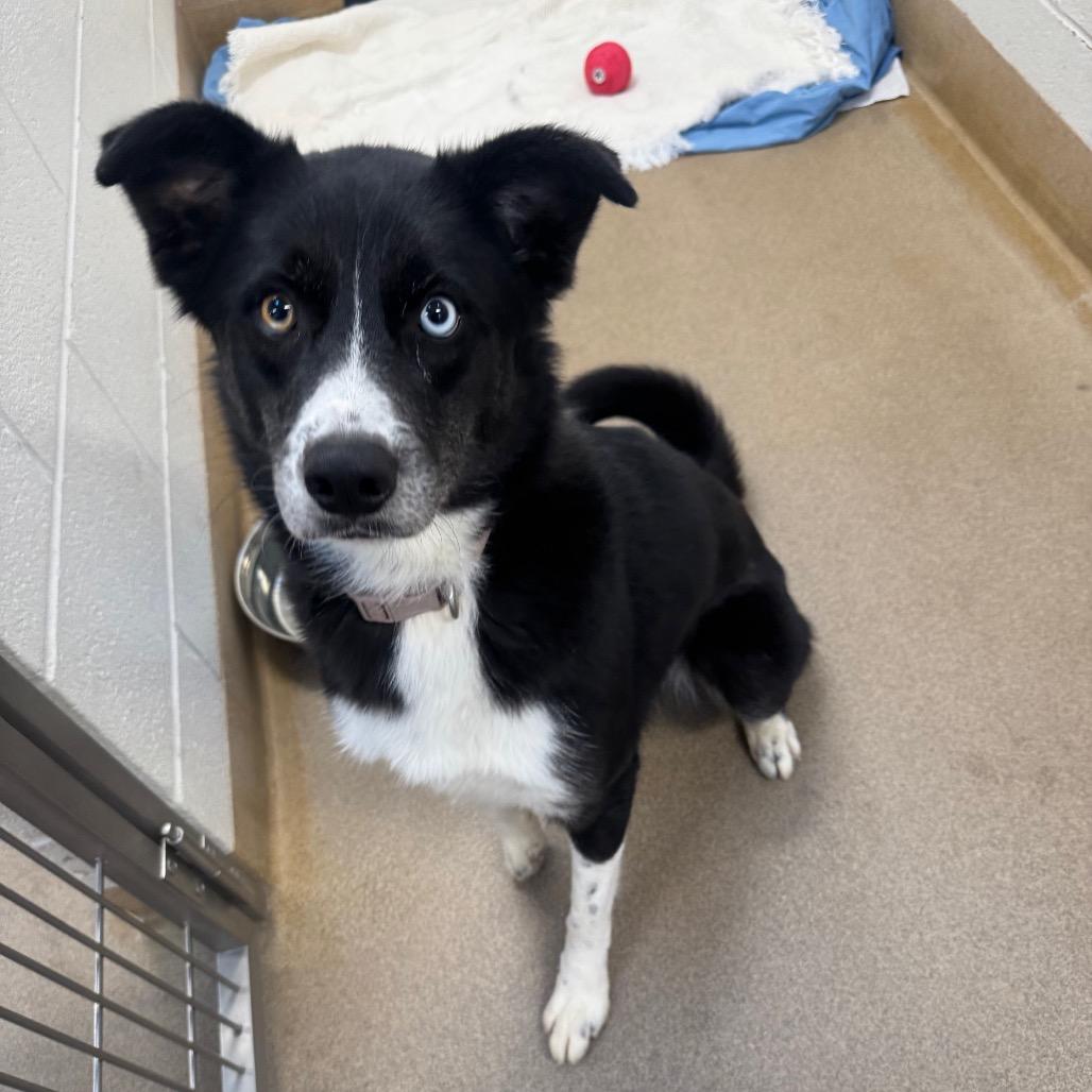 Enlarge Rey, a Adoptable mixed breed in Novelty, OH image 4/4