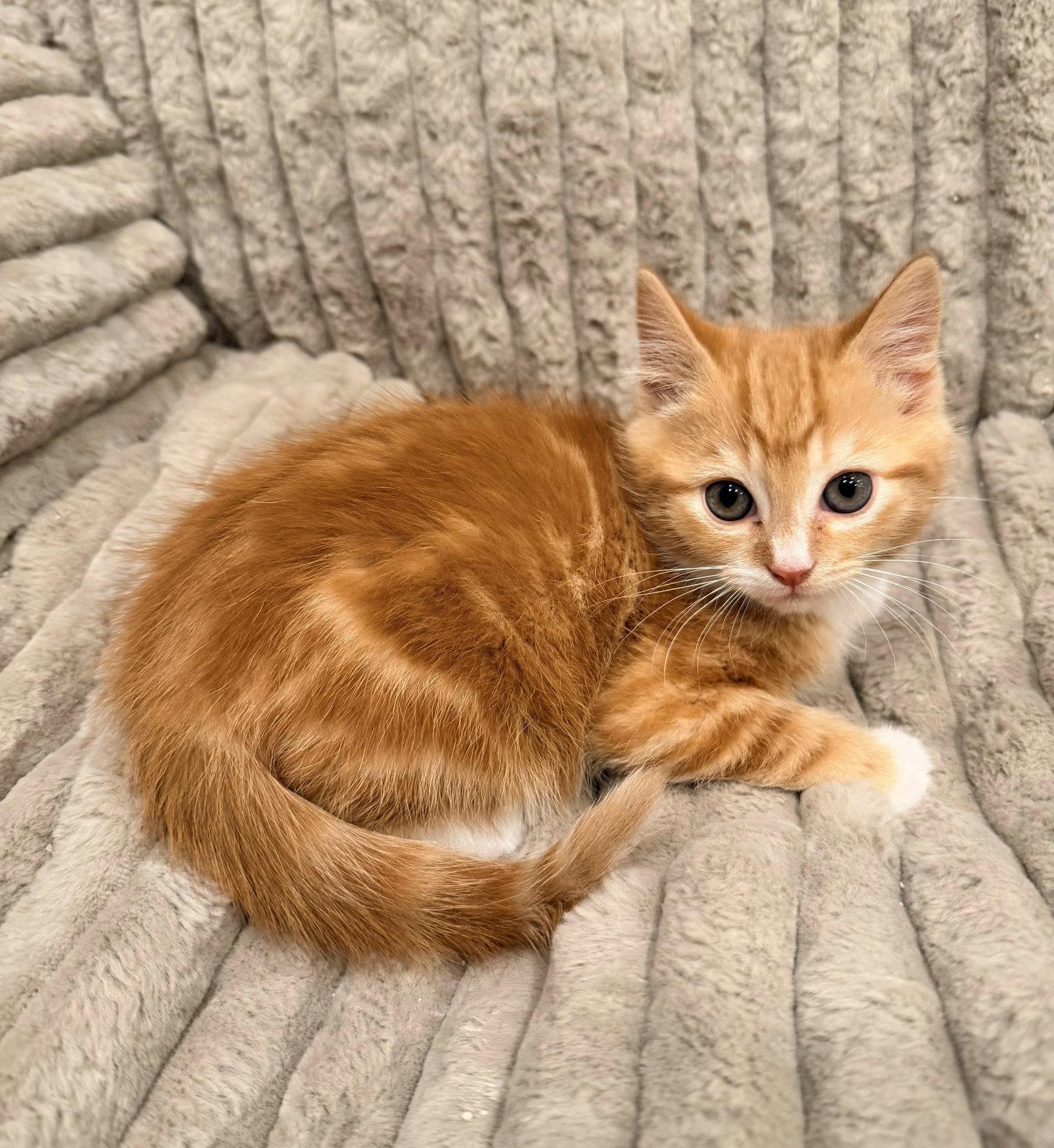 Enlarge Brinkley, a Adopted mixed breed in Buford, GA image 2/2