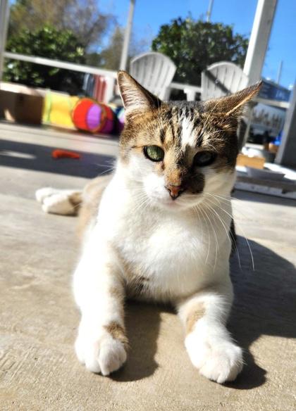 CURRY, Adoptable, Young Male Domestic Short Hair.