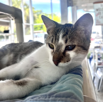 Enlarge CURRY, a Adoptable Domestic Short Hair in Fernandina Beach, FL image 3/3