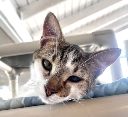 CURRY, Adoptable, Young Male Domestic Short Hair.