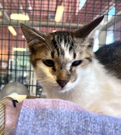 Enlarge CURRY, a Adoptable Domestic Short Hair in Fernandina Beach, FL image 2/3