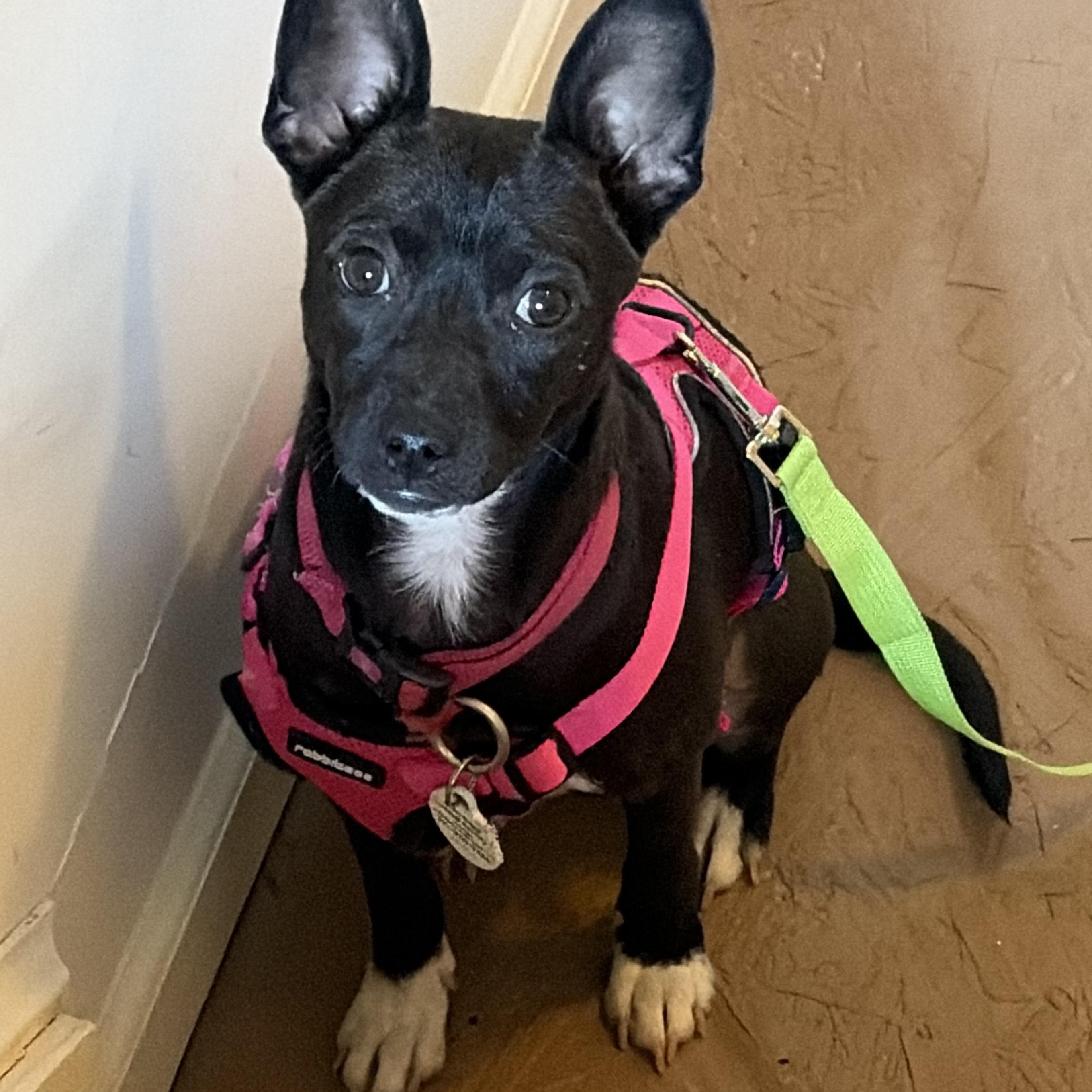 Enlarge Dahlia , a Adoptable mixed breed in Gainesville, VA image 2/6