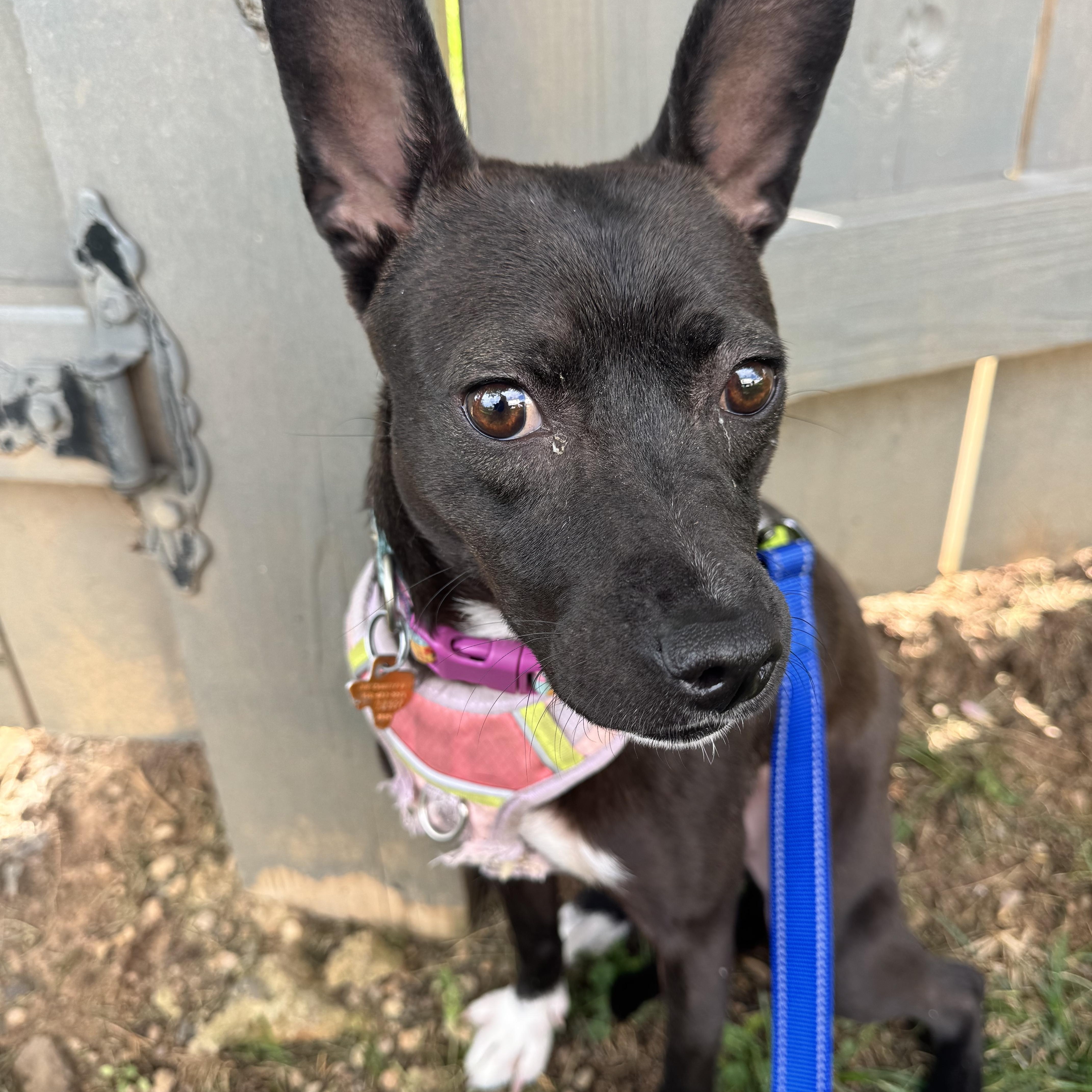 Enlarge Dahlia , a Adoptable mixed breed in Gainesville, VA image 4/6