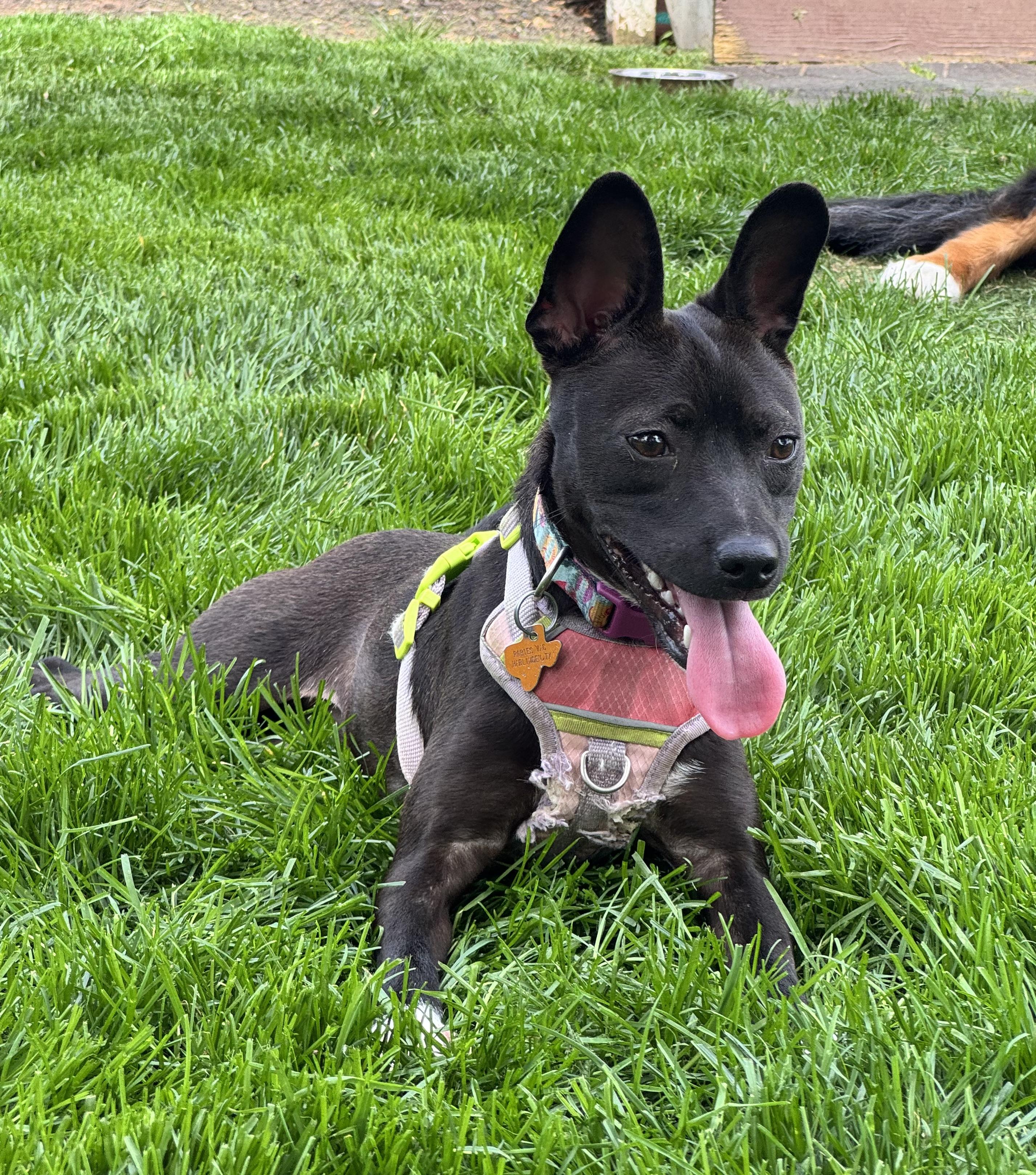 Enlarge Dahlia , a Adoptable mixed breed in Gainesville, VA image 5/6