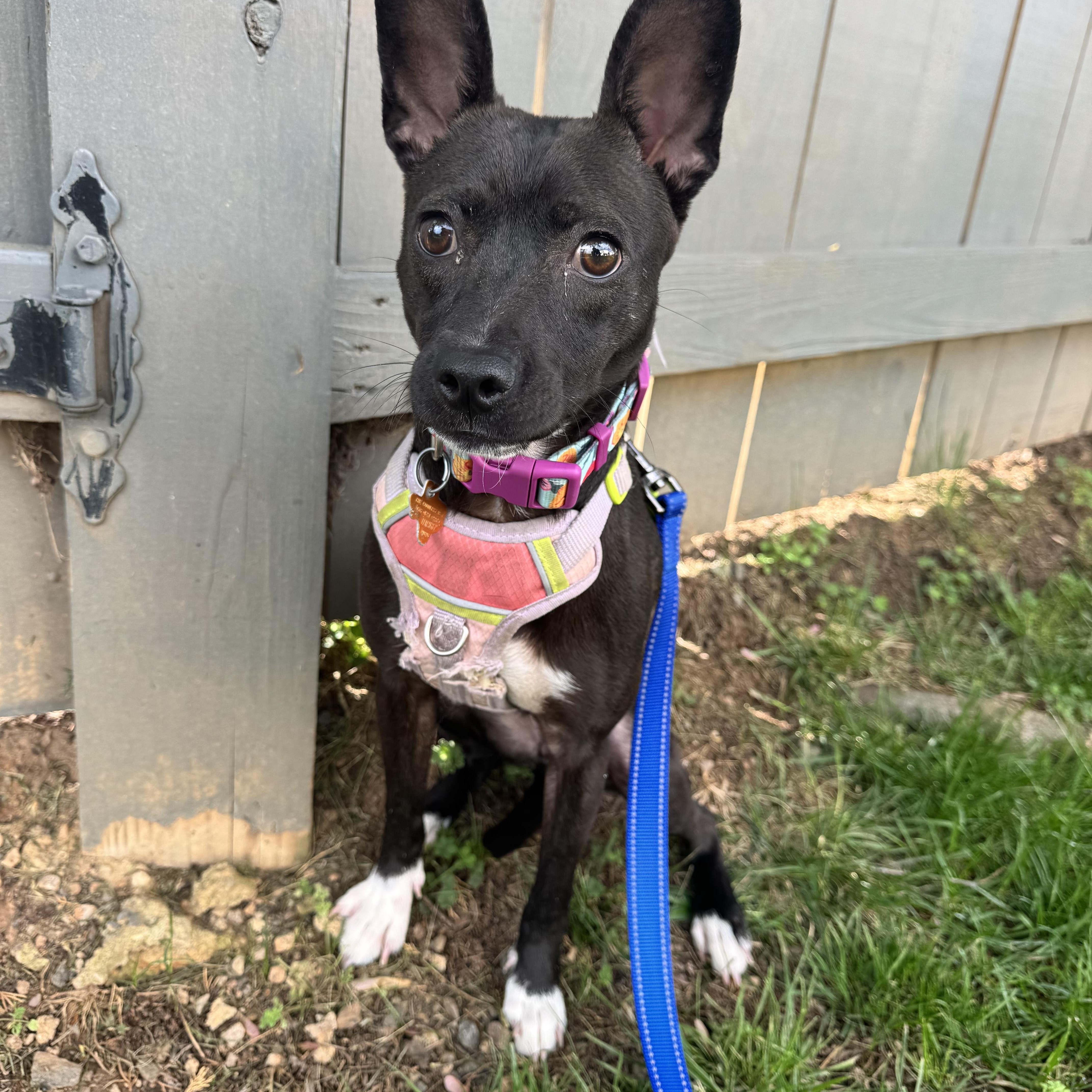 Dahlia , Adoptable, Young Female Chihuahua.