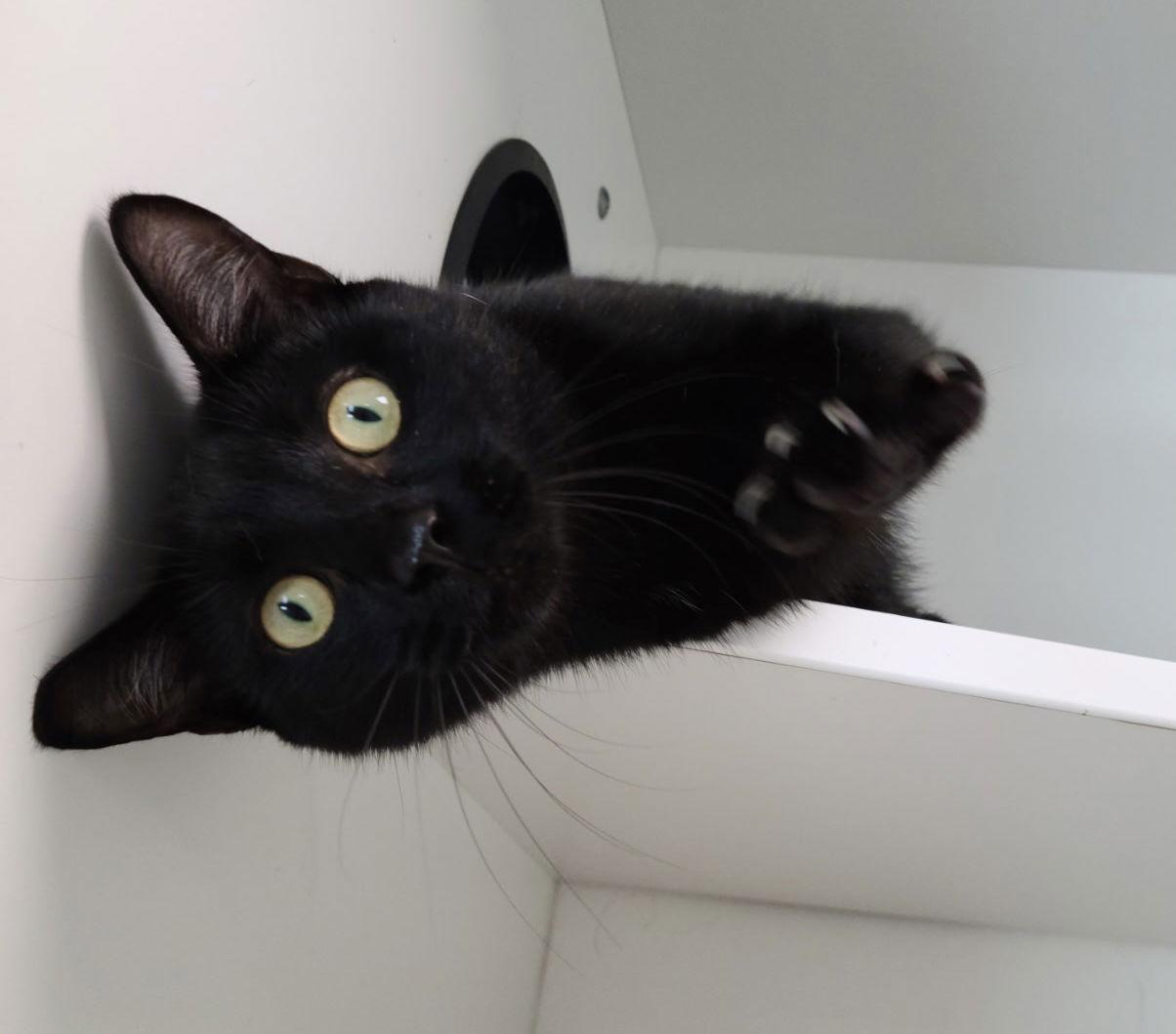 Linkin — thumbnail 3