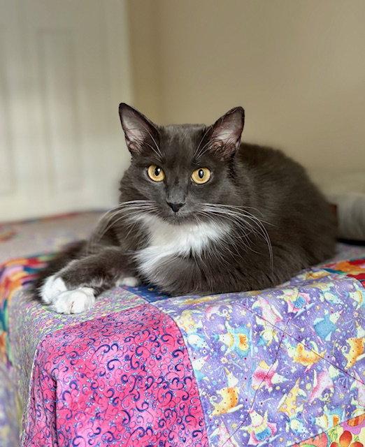 Enlarge Delphine, a Adopted Domestic Medium Hair in Reston, VA image 1/3