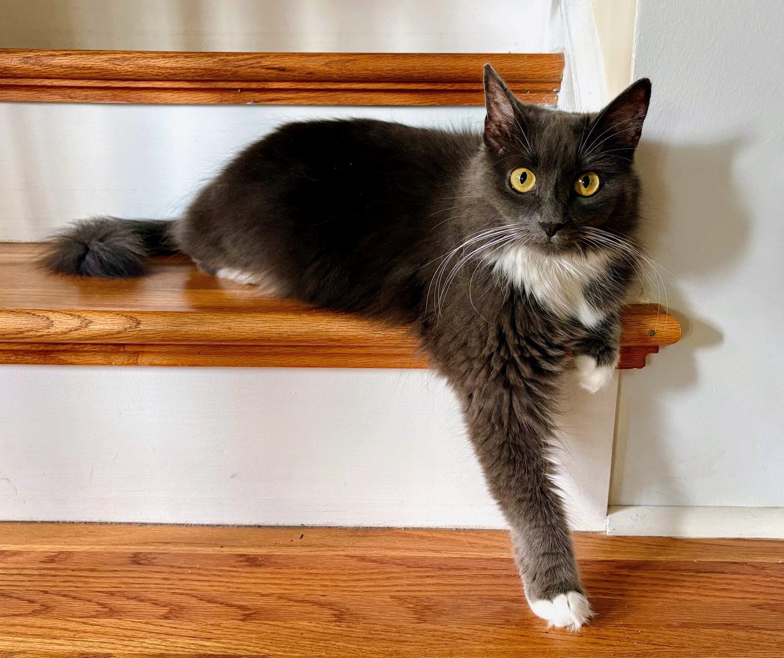Enlarge Delphine, a Adopted Domestic Medium Hair in Reston, VA image 2/3