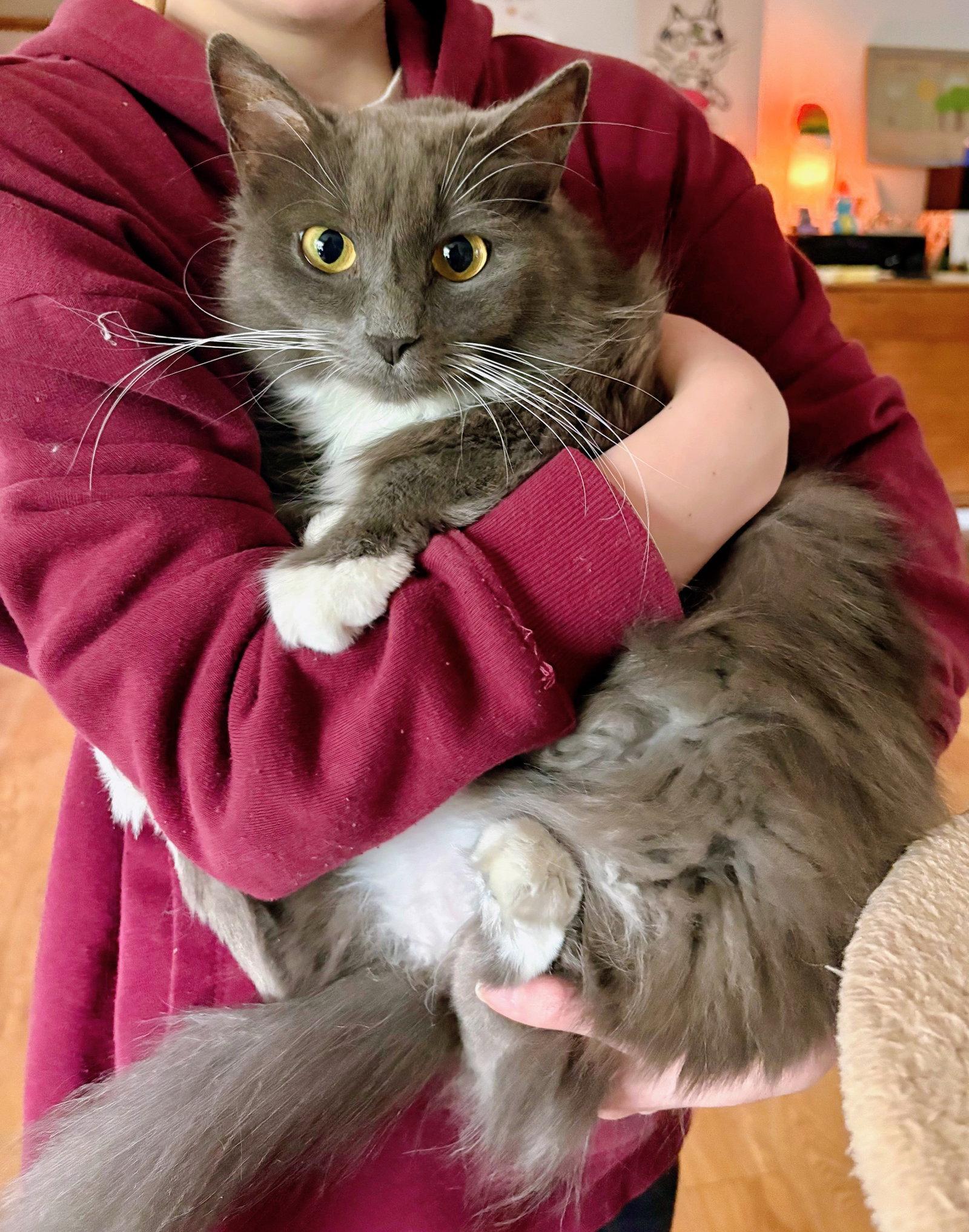 Enlarge Delphine, a Adopted Domestic Medium Hair in Reston, VA image 3/3