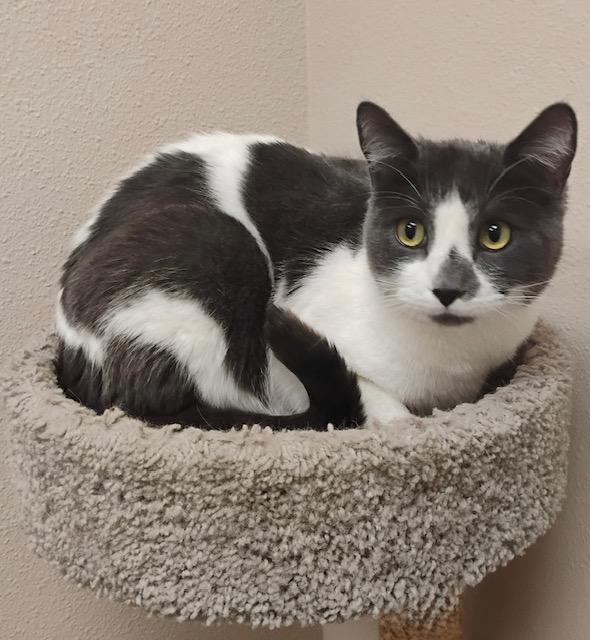 Enlarge Max, an adopted Domestic Short Hair in Great Falls, MT image 1/1