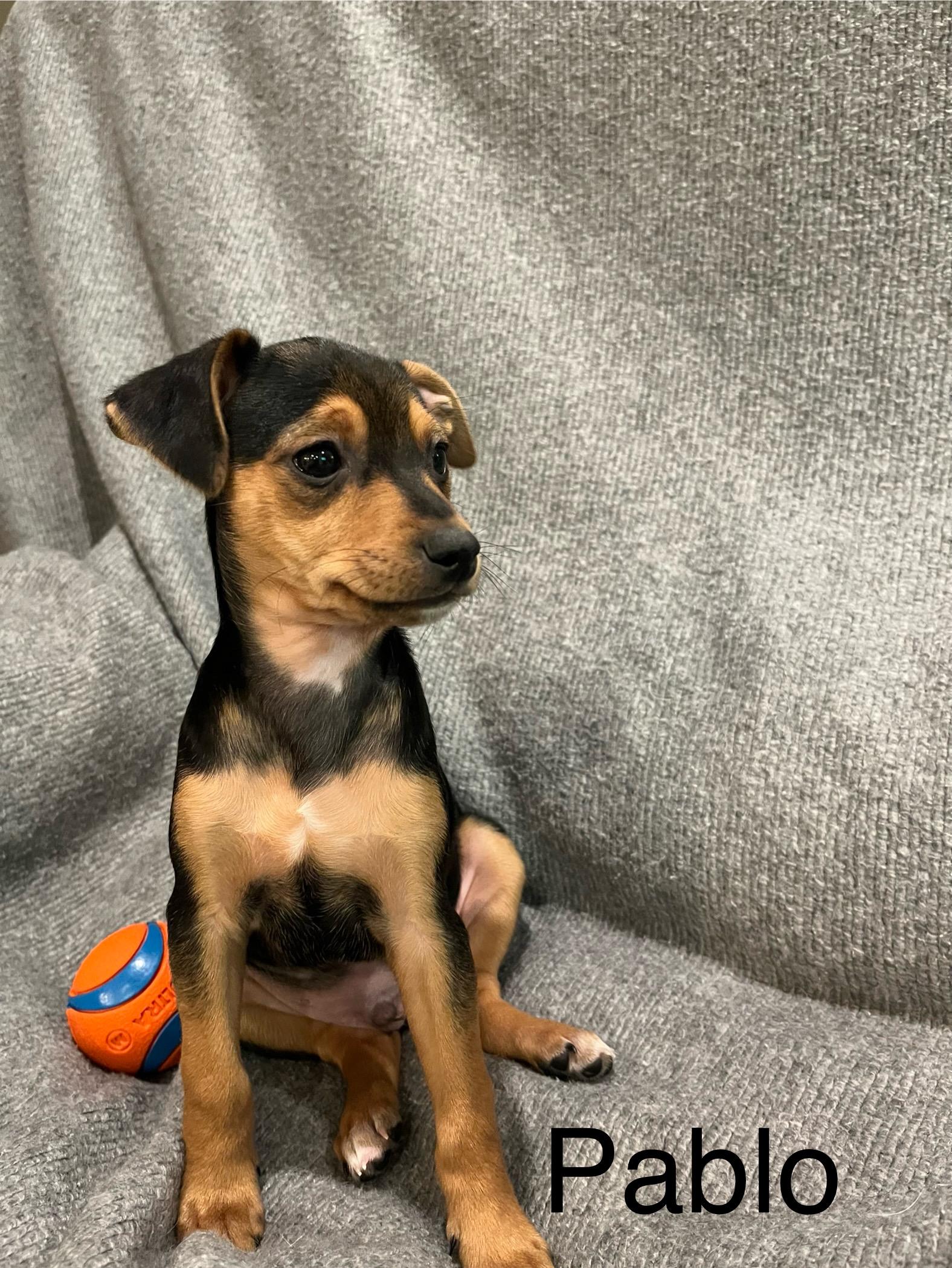 Enlarge Pablo, a Adopted mixed breed in Coatesville, PA image 1/3