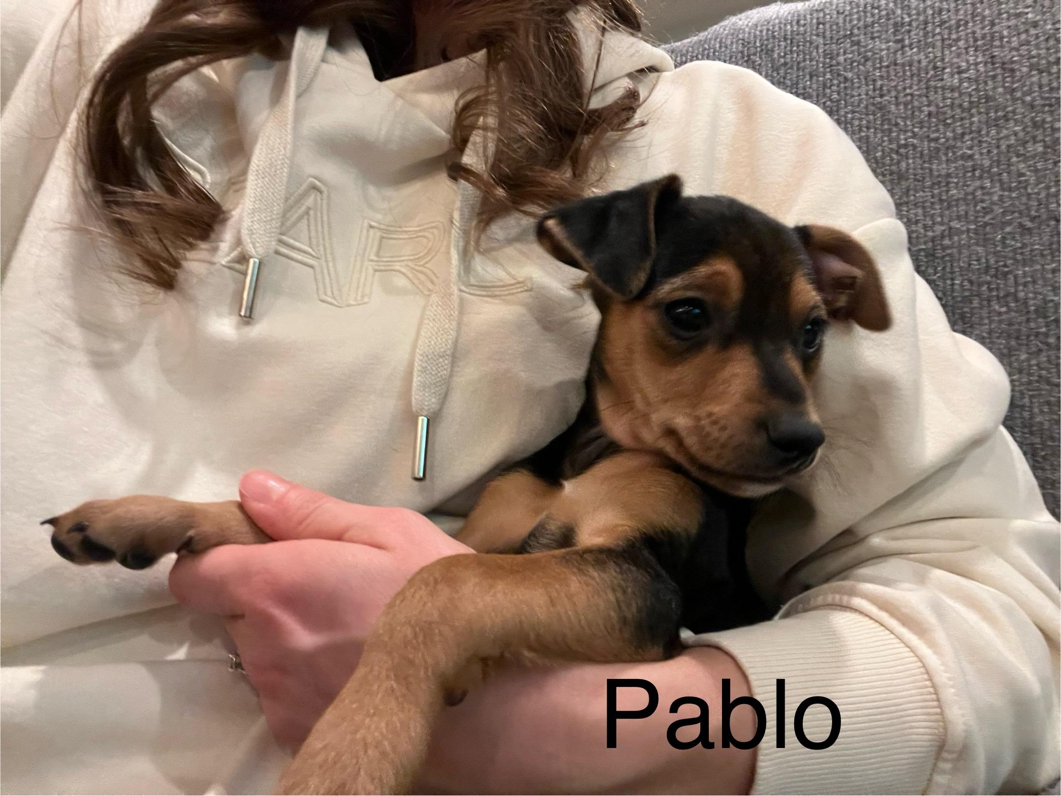 Enlarge Pablo, a Adopted mixed breed in Coatesville, PA image 2/3