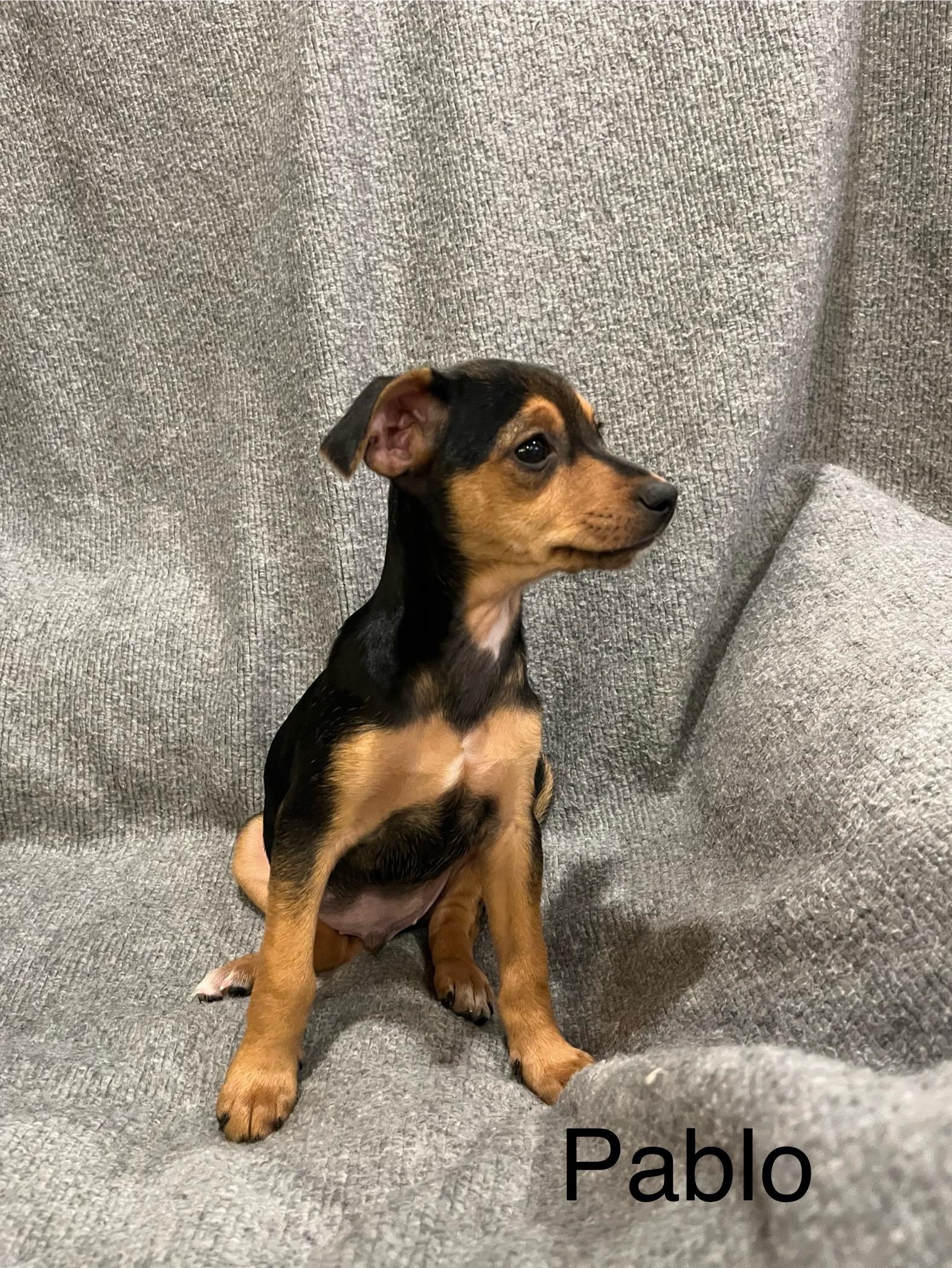 Enlarge Pablo, a Adopted mixed breed in Coatesville, PA image 3/3