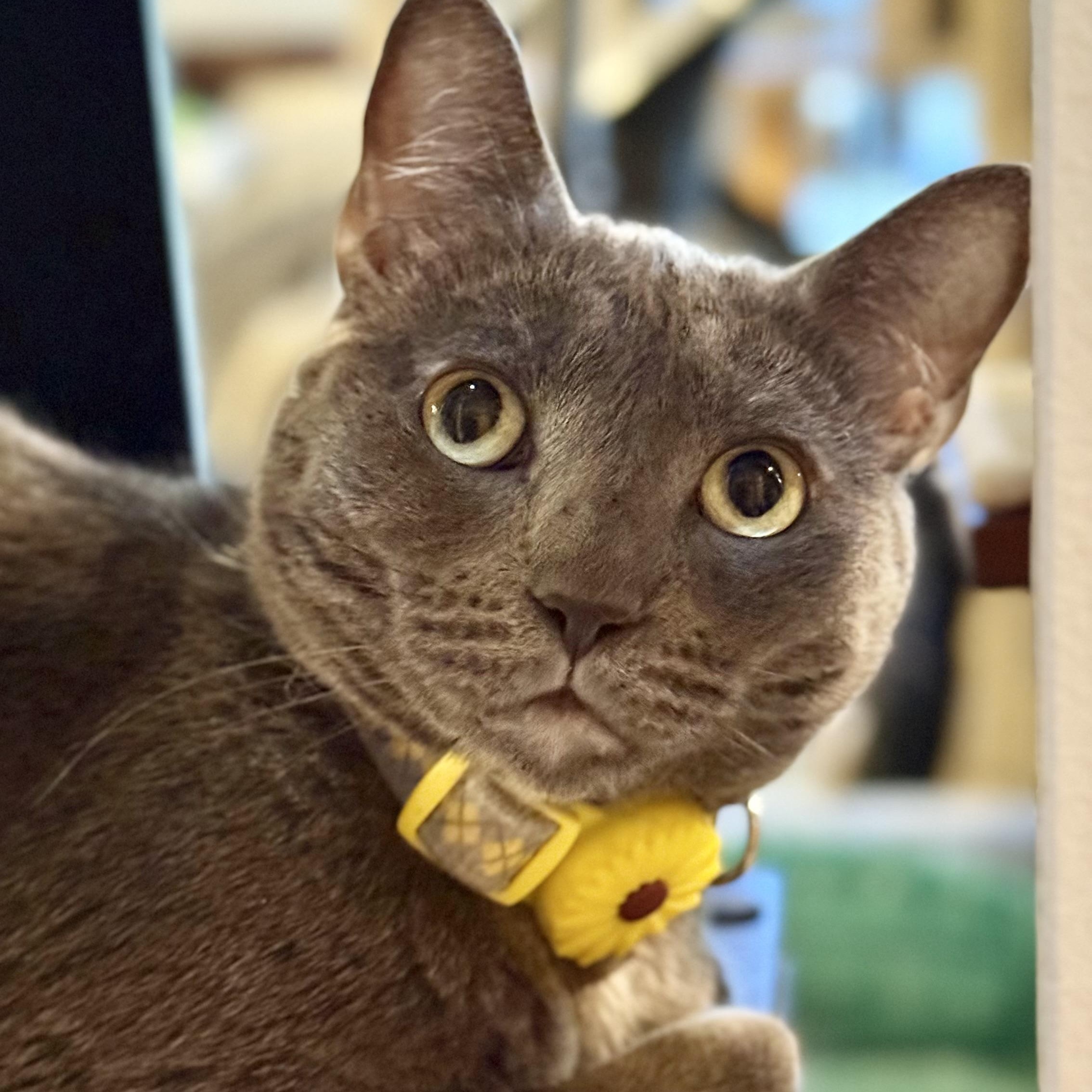 Lady Grey, an adoptable mixed breed in Sherman Oaks, CA image 2/6