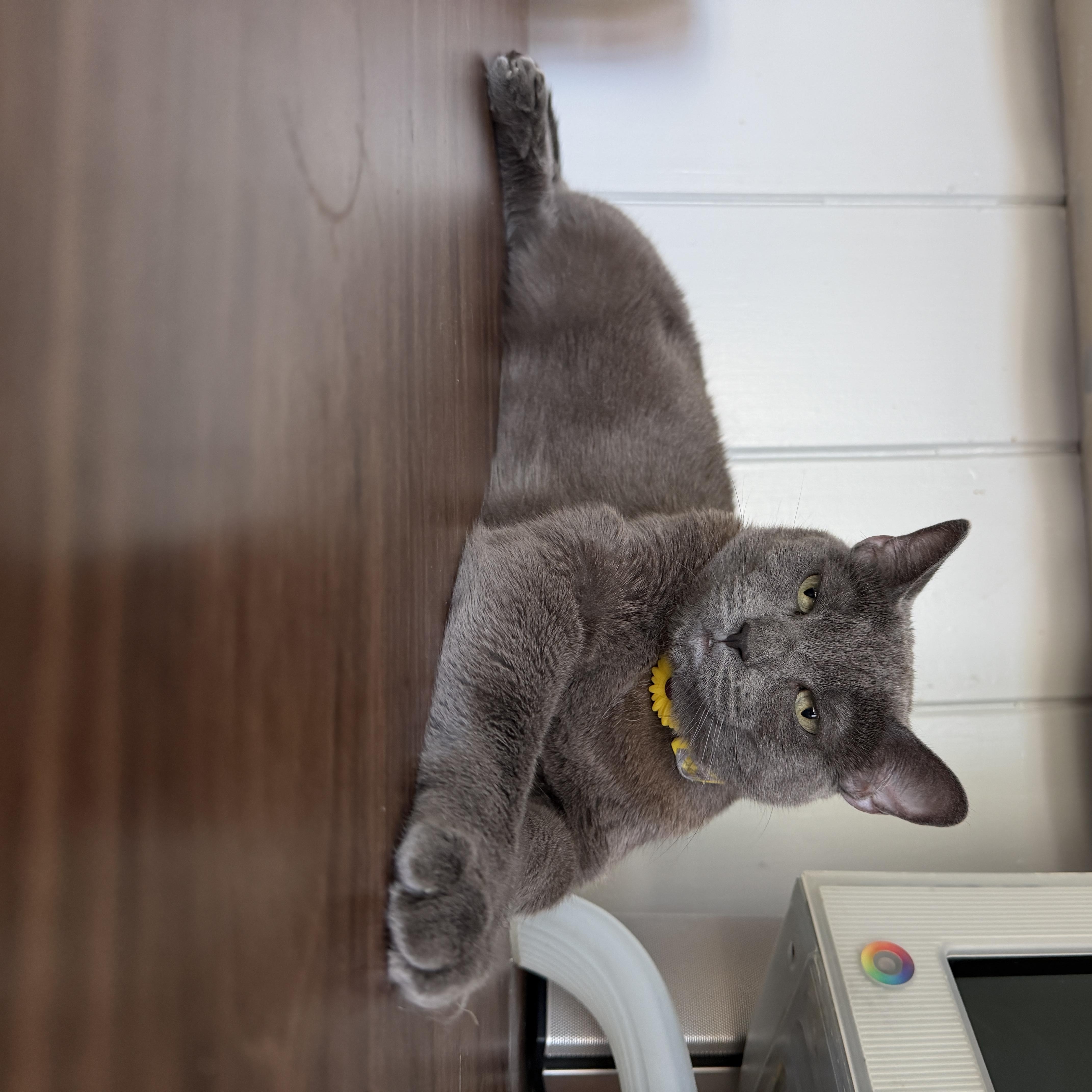 Enlarge Lady Grey, a Adoptable mixed breed in Burbank, CA image 6/6
